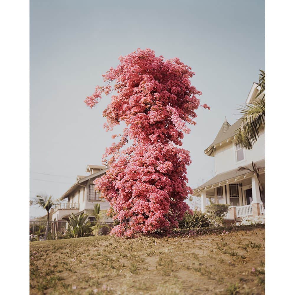 Vogue Italiaさんのインスタグラム写真 - (Vogue ItaliaInstagram)「2 DAYS LEFT in the States of Change print sale fundraiser ❤️ All prints $150 ❤️ An incredible artist lineup! Go to  @statesofchange.us and choose your print! #StatesofChange2020 is a print sale fundraiser to benefit 42 grassroots organizations working to fight voter suppression and get out the vote in Arizona, Florida, Michigan, Pennsylvania and Wisconsin - the 5 states most likely to decide the American election. 150+ artists and photographers, including Cindy Sherman, Ed Ruscha, Carrie Mae Weems, Nan Goldin and Sally Mann have joined forces to make a positive social impact and push out the message to vote.   All net proceeds support local groups in their crucial work.   Ends October 18th at midnight PST  The above gallery includes some of the available images   @statesofchange.us @movementvoterproject #statesofchange2020」10月17日 2時11分 - vogueitalia