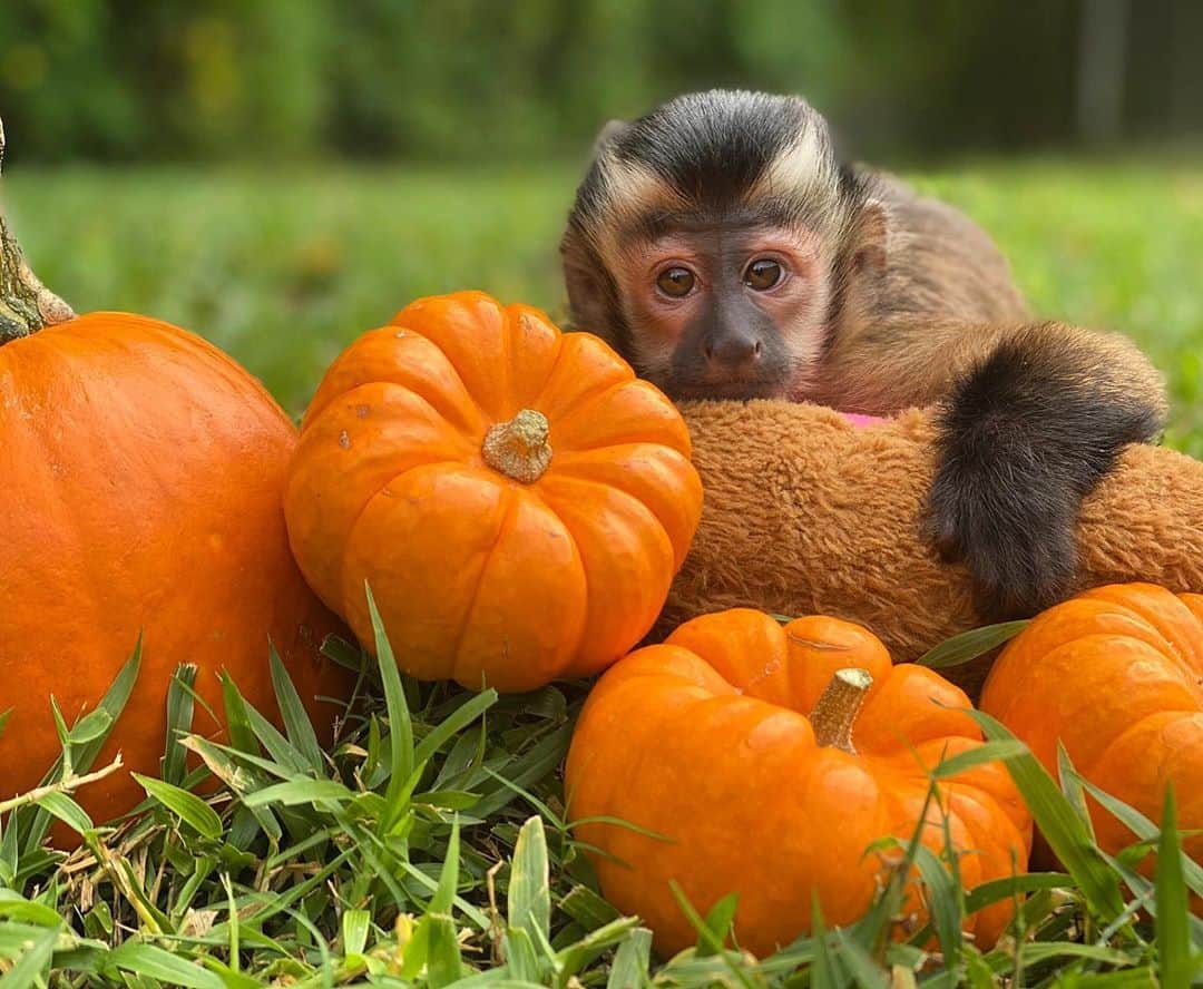Zoological Wildlife Foundationさんのインスタグラム写真 - (Zoological Wildlife FoundationInstagram)「Cutest little pumpkin in the patch!🎃🙈 #pumpkinlover #tinygirl」10月17日 2時21分 - zwfmiami