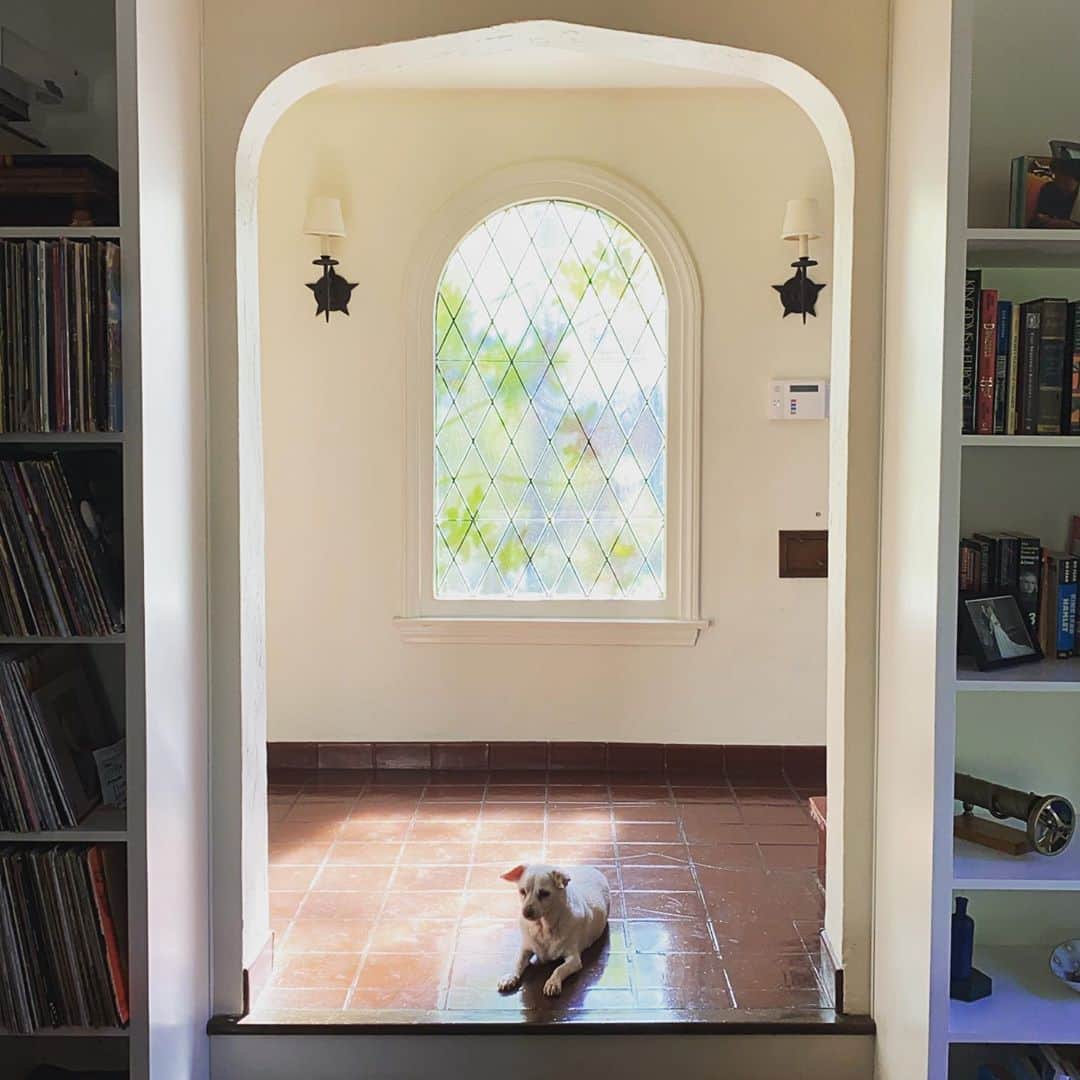 ポール・アデルスタインのインスタグラム：「Noble Dog」