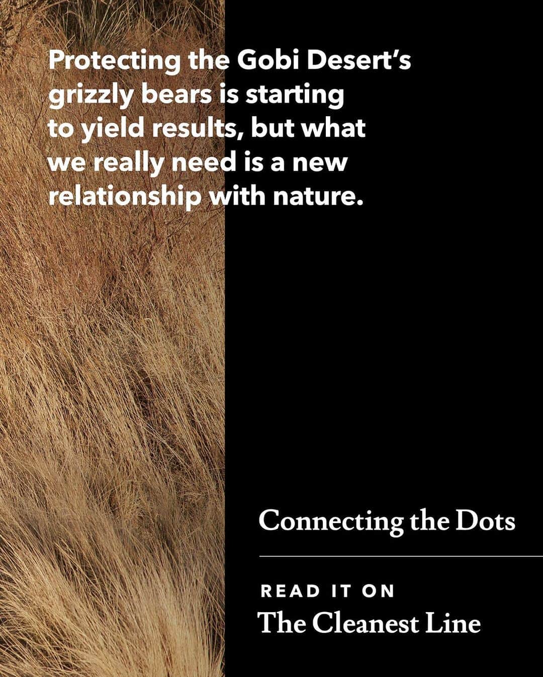 patagoniaさんのインスタグラム写真 - (patagoniaInstagram)「The 2017 @patagoniabooks Tracking Gobi Grizzlies helped focus interest on the bears’ struggle to endure in the modern world. This update paints a picture of what happened next, while also serving as a lead-in to a new book about redefining our relationship with nature. ⁠⠀ ⁠⠀ Read the update from Doug Chadwick through the link in bio.⁠⠀ Photo: @joeriis」10月17日 3時43分 - patagonia