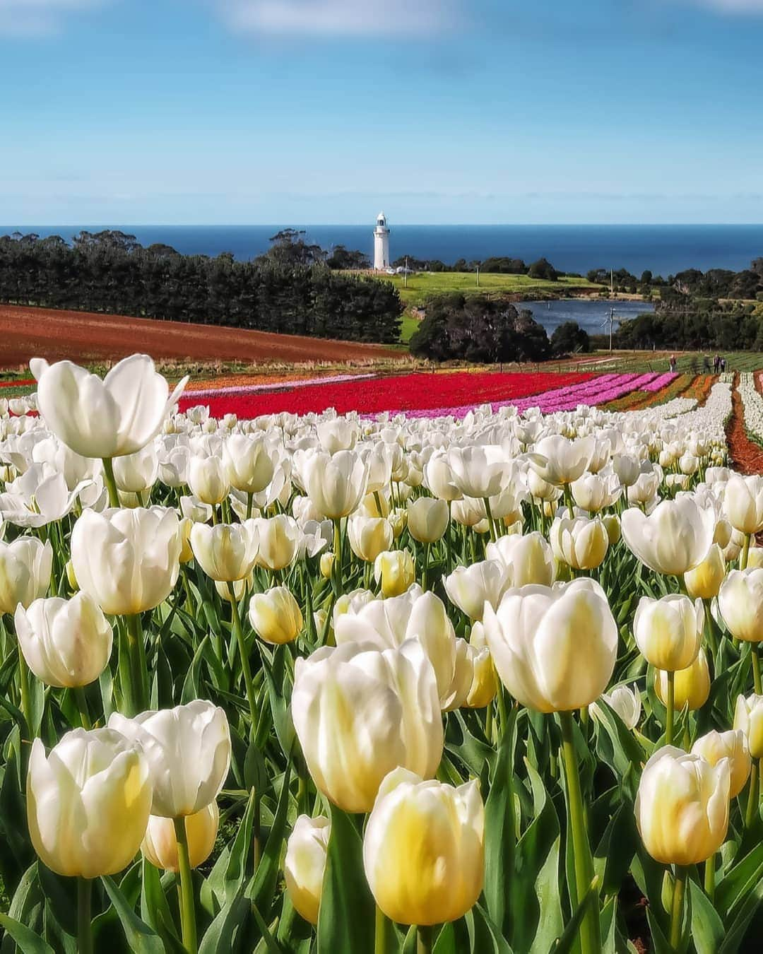 Australiaさんのインスタグラム写真 - (AustraliaInstagram)「Flowers? For us? Aww shucks, you shouldn’t have @tasmania… 💐 This gorgeous shot captured by @father_richard at the @tablecapetulipfarm has instantly brightened up our day. Located in the laid-back seaside town of #Wynyard, this @visitcradlecoast attraction is clearly not your regular kind of farm; hundreds of flowers grow atop a magnificent plateau here, with a stunning backdrop of #Tassie coastline. It’s a beautiful area to visit year-round, but October is when the flowers are in full bloom, providing a seriously #instaworthy moment! 📸 #seeaustralia #VisitCradleCoast #DiscoverTasmania #TassieStyle #holidayherethisyear」10月17日 4時00分 - australia