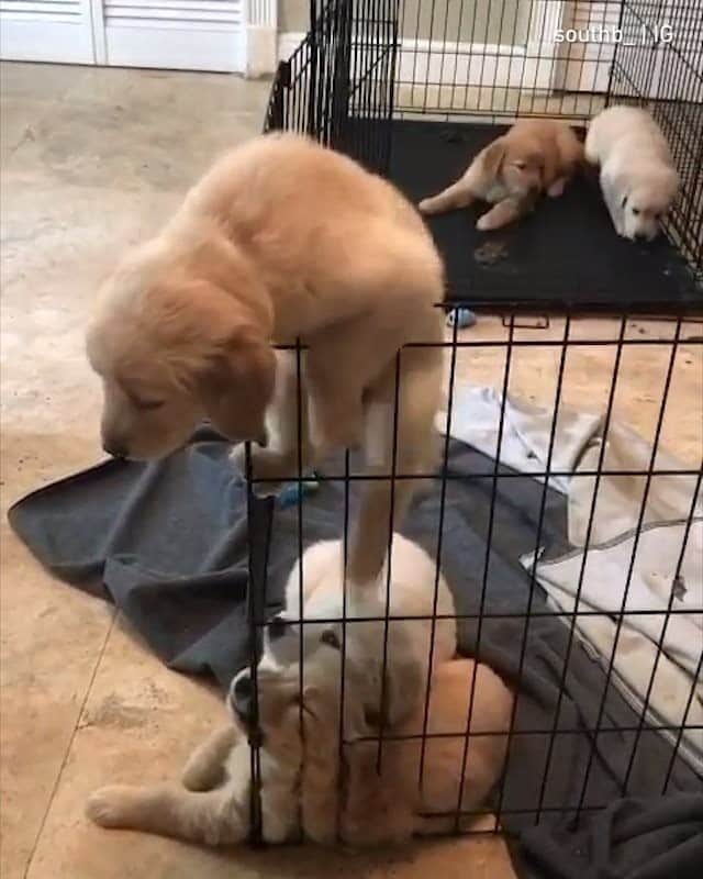 のインスタグラム：「🔊 I’m the pup at the bottom - 📹 @southb_ - #barked #dog #doggo #puppy #pupper #GoldenRetriever #GoldenRetrieverPuppy」