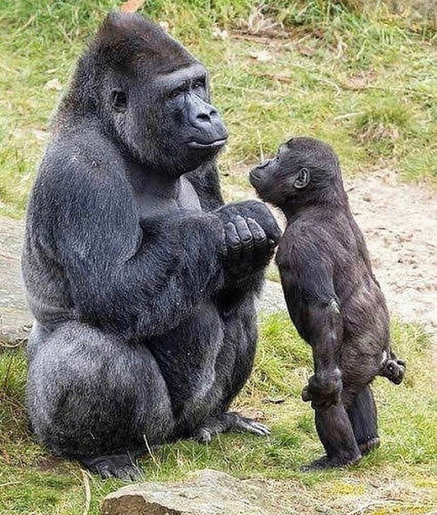 サンドラ・バーンハードさんのインスタグラム写真 - (サンドラ・バーンハードInstagram)「I’ve had it mom let’s go #votenow #bidenharris2020 @joebiden」10月17日 4時09分 - sandragbernhard