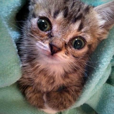 Lil BUBさんのインスタグラム写真 - (Lil BUBInstagram)「9 years ago, when BUB was about 3 weeks old. #lillilbub #lilbub #babybub」10月17日 4時34分 - iamlilbub