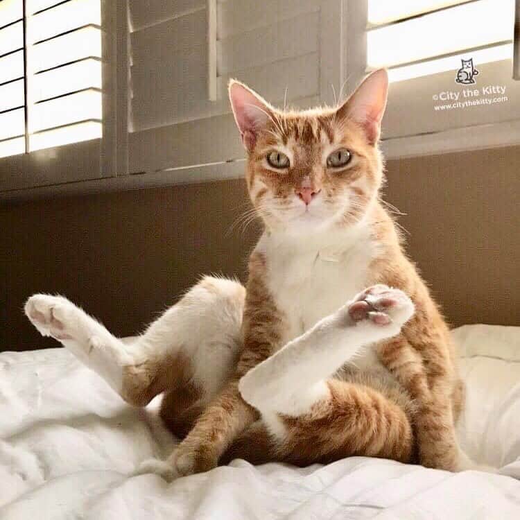 City the Kittyのインスタグラム：「TGIF! How are you doing today? I hope you all are ok. ❤️🐾 😷  www.citythekitty.org  #TGIF #cats #catlovers #staywell」