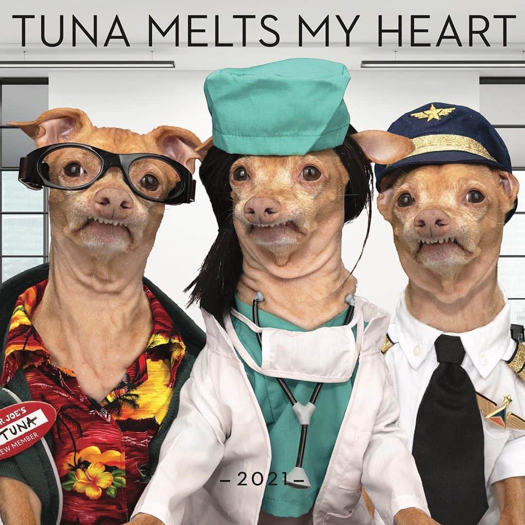 Tuna {breed:chiweenie} さんのインスタグラム写真 - (Tuna {breed:chiweenie} Instagram)「Introducing the new 2021 Tuna calendar! We’re calling it The Essential Edition because we wanted to honour everyone who has been working tirelessly and putting themselves at risk to keep the world operating. This is by far our favourite calendar and we really think you’re going to love it too! This goes on pre-sale in the coming weeks, as does his plush, so make sure to sign up to get on the pre-sale list by going to the link in Tuna’s bio. If you’ve already done that, no need to do it again. Or turn on Tuna’s notifications so you don’t miss the announcement when we post about it!」10月17日 5時15分 - tunameltsmyheart