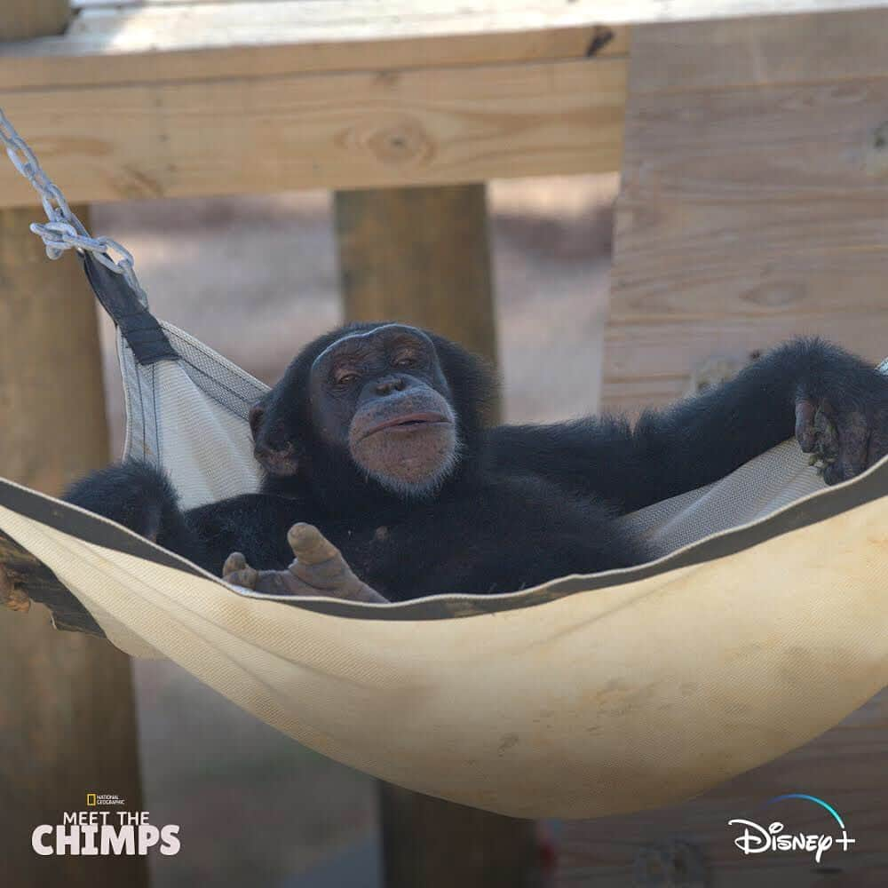 ジェーン・リンチさんのインスタグラム写真 - (ジェーン・リンチInstagram)「All episodes of #MeetTheChimps, narrated by me!, are now streaming on #DisneyPlus.」10月17日 5時48分 - janelynchofficial