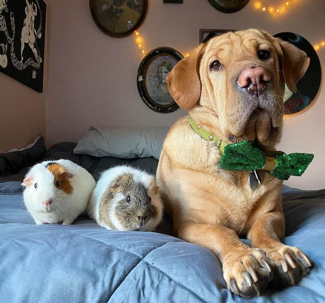 Instagramさんのインスタグラム写真 - (InstagramInstagram)「Now THIS is a family portrait.⁣ ⁣ Meet Wilbur (@wilbur_allen_bashar). He’s a Ba-Shar — part basset hound, part Shar-Pei — with an affinity for bow ties and a love for the “Dumplings,” his guinea pig friends, Market Price and Rumpadump.⁣ ⁣ “They genuinely all get along,” says their human Jen. “Wilbur has grown so close to the Dumplings that he seems to think he’s just a guinea pig himself.”⁣ ⁣ #WeeklyFluff⁣ ⁣ Photo by @wilbur_allen_bashar」10月17日 6時05分 - instagram