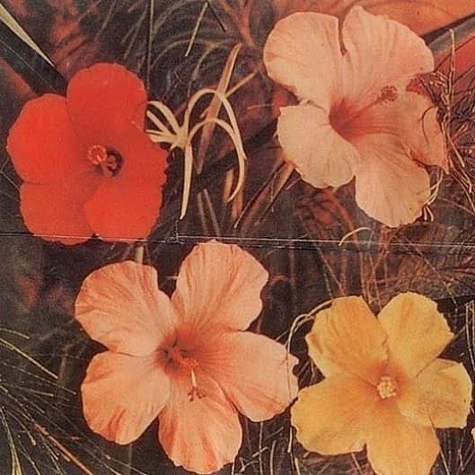 Meganさんのインスタグラム写真 - (MeganInstagram)「Hibiscus Flowers 〰 Patricia Caulfield, 1964 via @annedarrigrand   It served as the basis for Andy Warhol's silkscreened Flower prints.  . . . . #hibiscus #hibiscusflower #andywarhol #silkscreen #patriciacaulfield #photography」10月17日 15時42分 - zanzan_domus