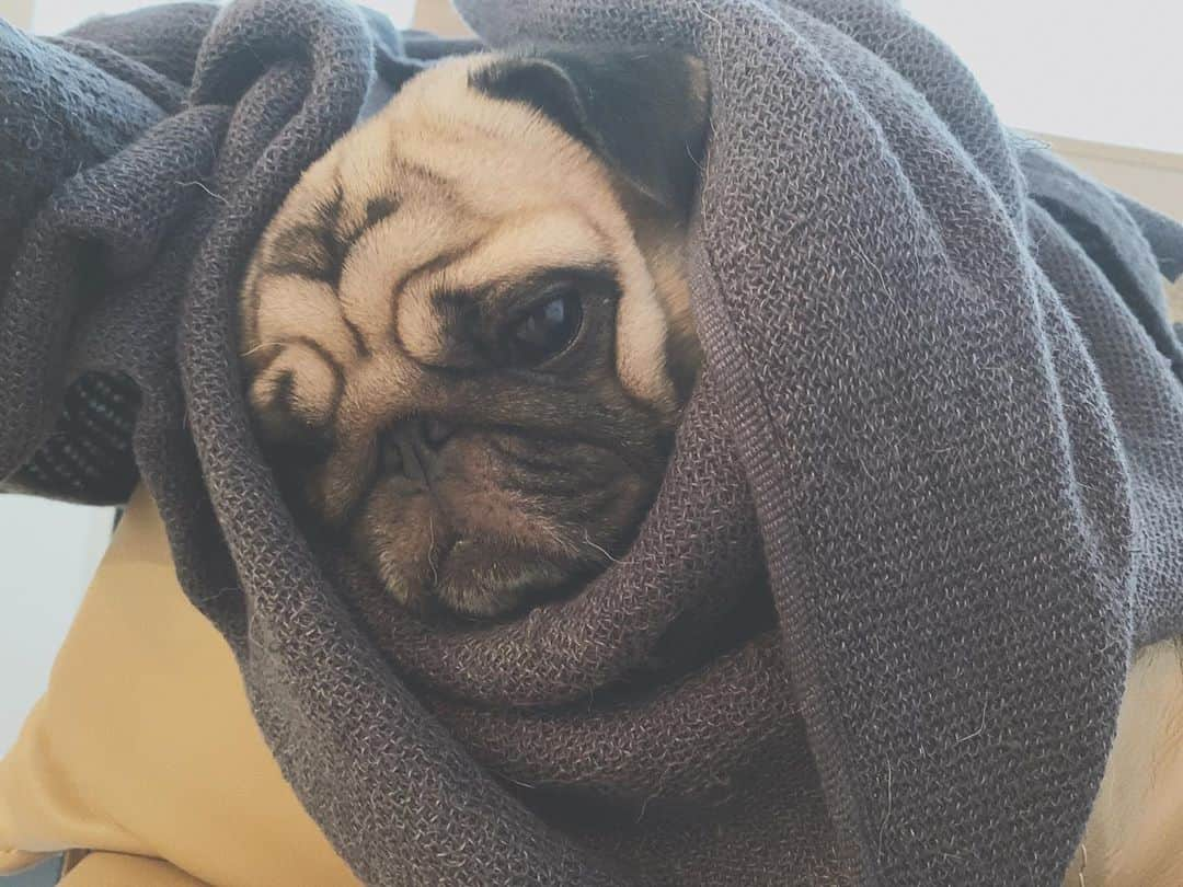 奈津美さんのインスタグラム写真 - (奈津美Instagram)「- #mugi #pug - みのむしさん。 - #puggy #pugstagram #パグ #パグ好き #パグ界のイケメン #むぎ #親バカ #犬バカ #犬がいる生活 #可愛すぎてしんどい #4歳 #おとこのこ」10月17日 16時25分 - natsumi_7.2.3