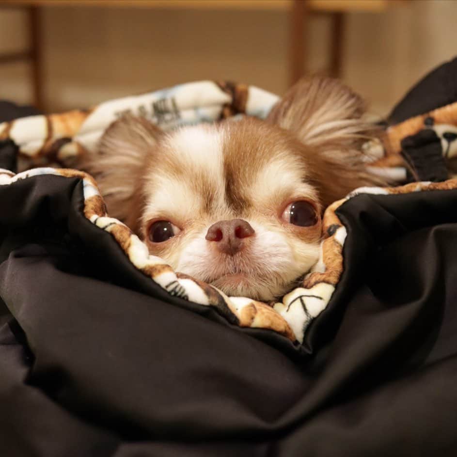 kayoのインスタグラム：「* * * らいちんも くま柄の一部みたい😂🐻 * * Lychee❤️ * * @love_circuscircus  #chihuahua#chihuahualove#dogstgram#dog#instadog#チワワ#チワワ大好き#チワワのいる暮らし * *」
