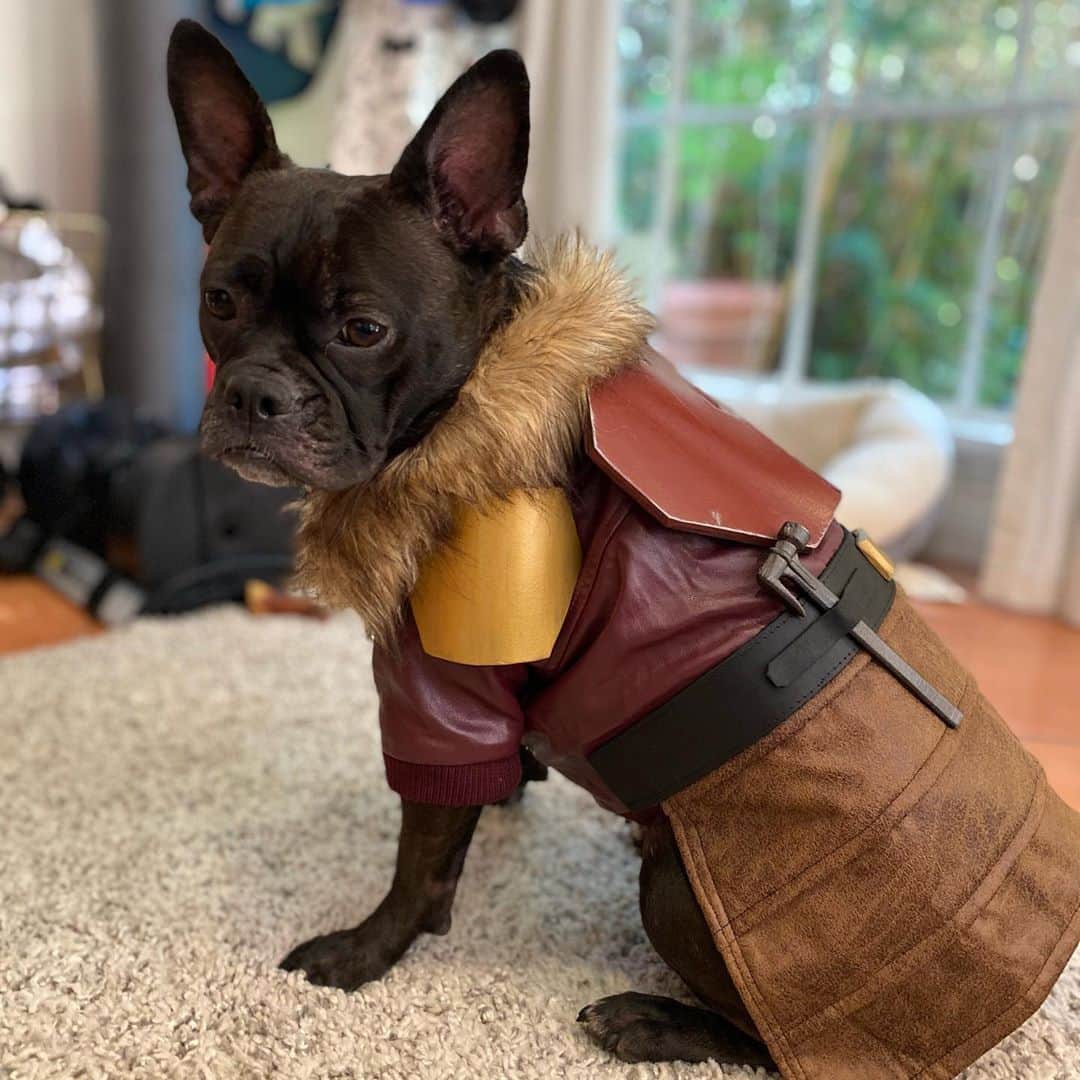 エミリー・スワローのインスタグラム：「Sometimes multiple dreams come true in the same day.  Today I found out I’m an action figure thanks to @hasbropulse and I also found out MY DOG gets to be my own personal action figure thanks to @bigbret50 .  @normajeanmeatballs as the #Armorer is a huge gift to the world in these troubled times. This is DEFINITELY the way. * (By the way, you should check out Bret’s IG as well as that of his wife @aureafisher to see their dazzling array of #starwars #cosplay.) * (And also by the way, you can only see it in the video, but on the side of her belt it says “This is the way” in Mandalorian.) * * * #thisistheway #themandalorian #starwars #frenchtonsofinstagram #frenchtonpuppy #frenchton #dogstagram」