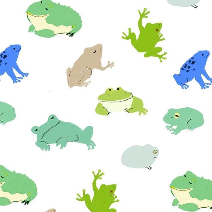 のインスタグラム：「#ももろ#frog#かえる #カエル#ベルツノガエル #バゼットガエル#フクラガエル#commonrainfrog」