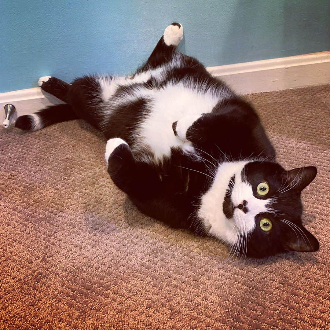 Tuxedo Cat Brosのインスタグラム：「It’s the weekend! Time to kick your feet up and let it all hang out. 🥰」