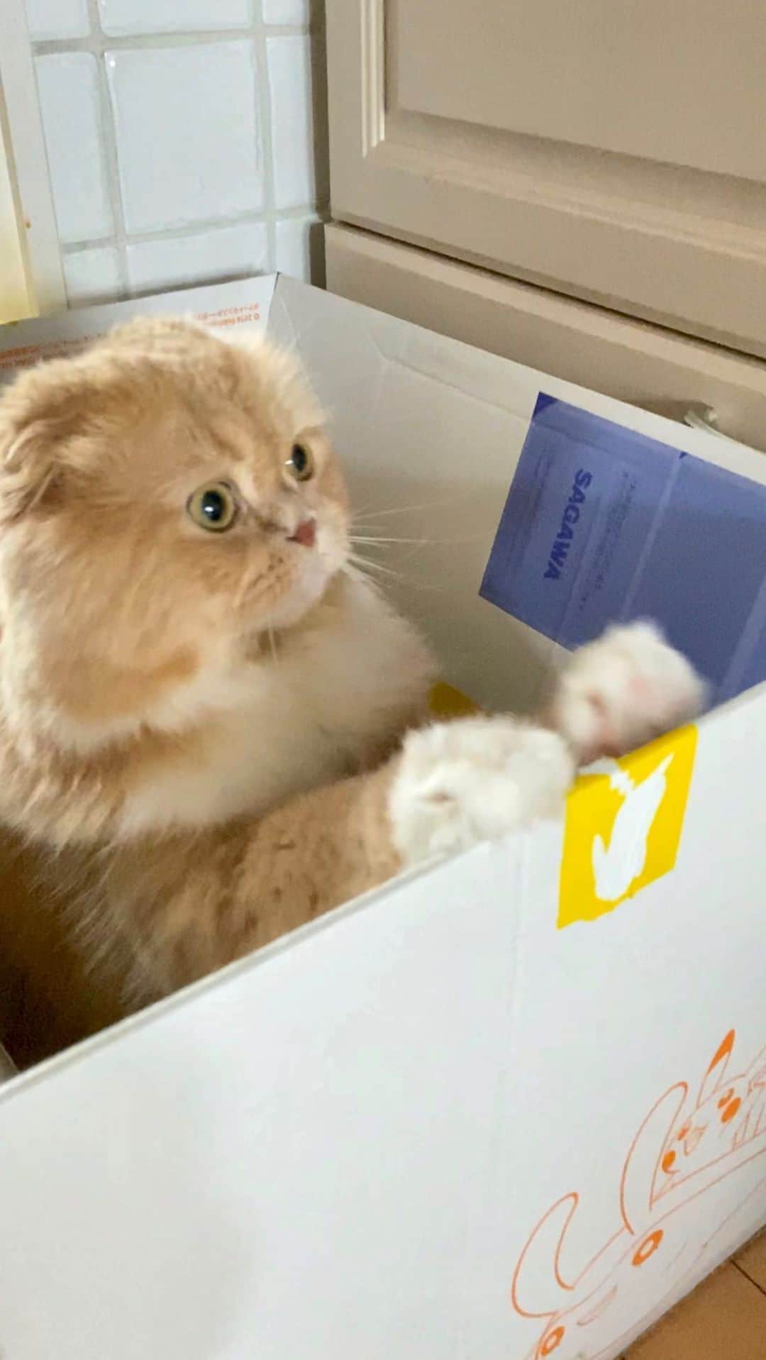 のインスタグラム：「Let's clean up  すずのお部屋お掃除するにゃ🧹 隅々までピカピカにゃ✨  #cleanupcat #お掃除猫  #にゃんぐるみ祭 関西にゃんこ組主催 三周年おめでとにゃ🎊㊗  #スコティッシュフォールドのすずちゃん  NAME : Bell  ベル Breed : minuet  ミヌエット 🎂 : 2016.5.15  4歳 ・ NAME : Suzu すずちゃん Breed : Scottish fold スコティッシュフォールド 🎂 : 2018.3.21 2歳 . NAME : Lindor リンドール Breed : Teacup poodle ティーカッププードル 🎂 : 2019.7.18〜2020.9.14  1歳」