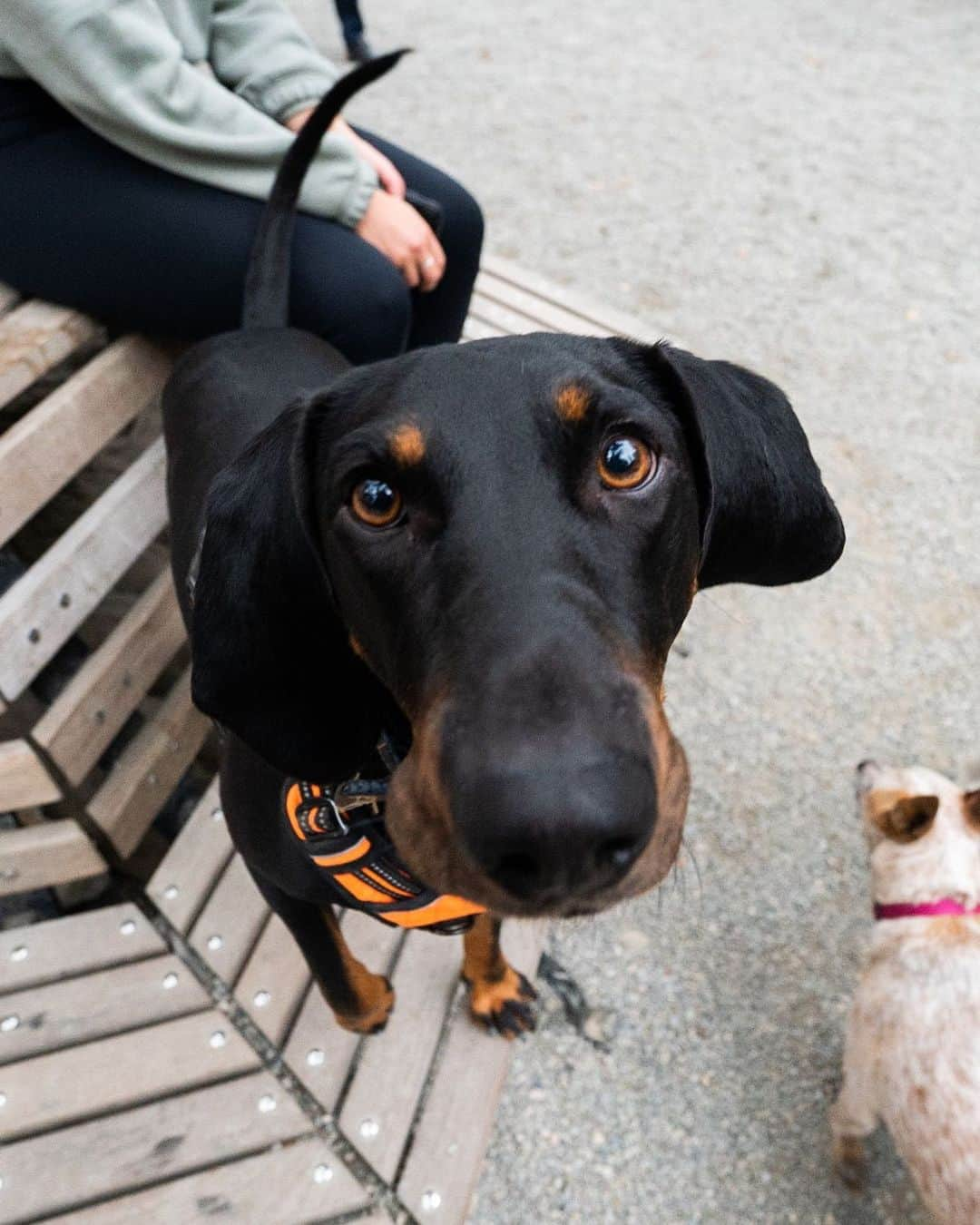 The Dogistさんのインスタグラム写真 - (The DogistInstagram)「Carl, Black and Tan Coonhound (5 y/o), Madison Square Park, New York, NY • “He’s five going on five months. He’s obsessed with squirrels and people tell me he’s a Doberman all the time.” @carlthecoonhound」10月17日 8時57分 - thedogist