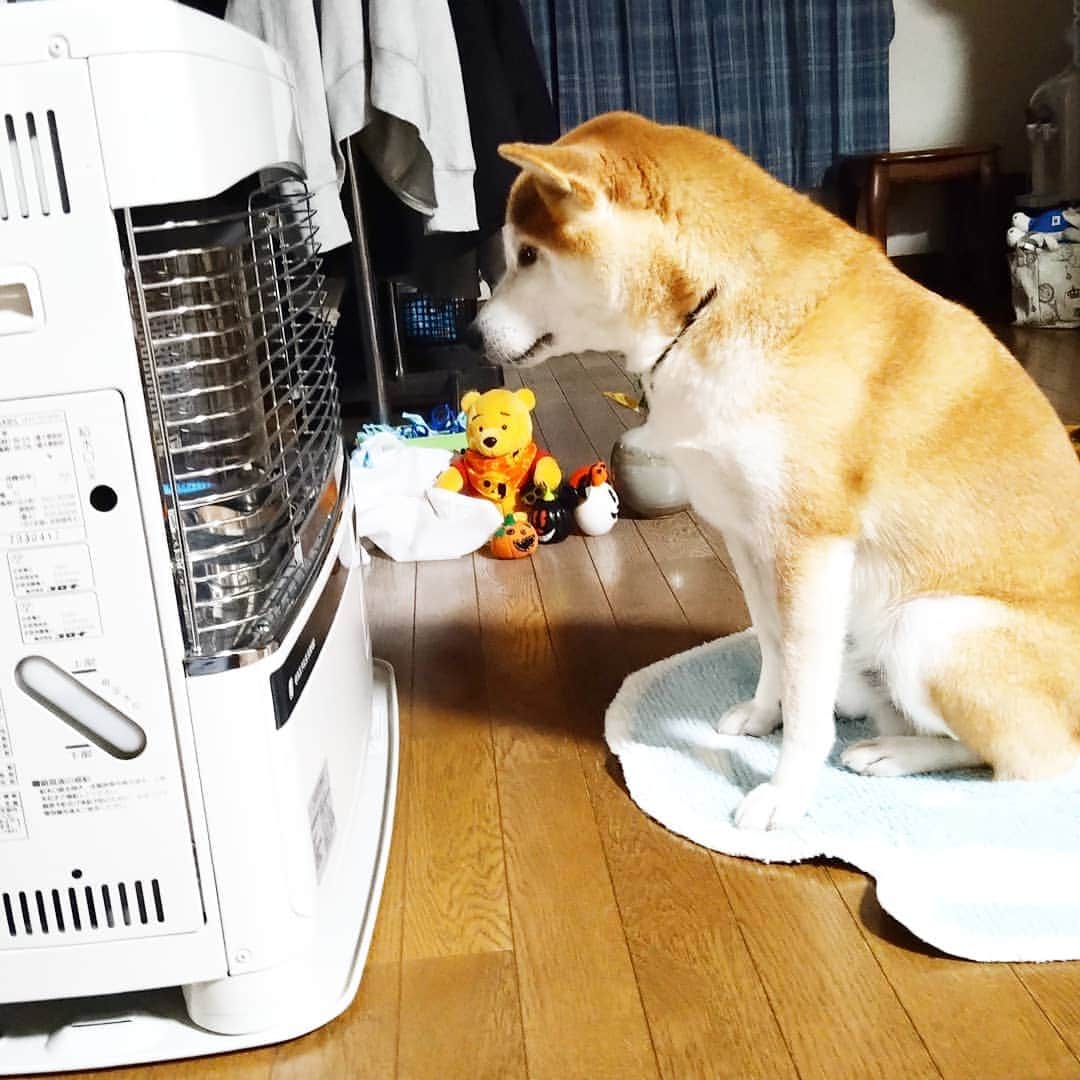 柴犬⭐️サスケのインスタグラム：「おはわん #ストー部#ストー部はじめました#昨夜から#寒すぎてポチった#マット敷いたら即座った#鼻焼けるよ#茶助の定位置#ストーブ#寒すぎる#柴犬 #赤柴#柴北会 #ふわもこ部 #いぬのいる暮らし #🐶#🐶📷 #いぬすたぐらむ #pecoいぬ部 #shibagram #shibastagram #わんだフォ#北海道#茶助#犬ら部 #男の子」