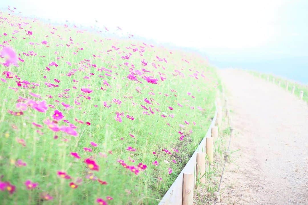 kiccyomuのインスタグラム：「☔️ 2020.10.17 Sat #ひたち海浜公園 みはらしの丘のてっぺん 赤い #コスモス 🌸と小道… 舗装して無い方がイイかもネ😊 #心に花を  今日は寒くて雨☔️ 暖かくして、今日も元気に🤗  location #茨城 📷撮影 2020年10月12日 #オールドレンズ 📷 #Minolta」