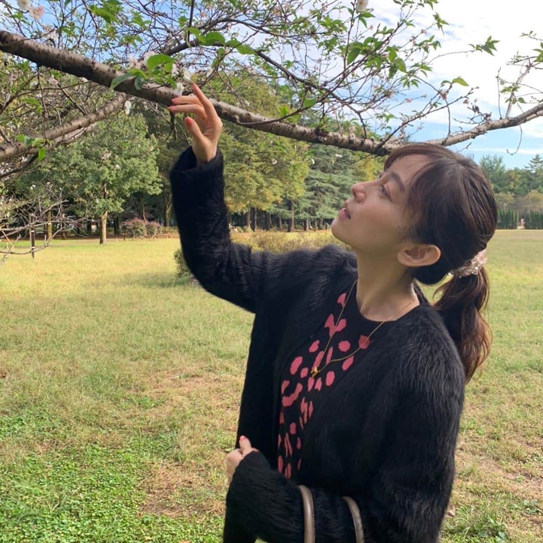 小橋めぐみのインスタグラム：「春と秋、一年に二度咲くコブクザクラが、咲き始めました🌸 #コブクザクラ」
