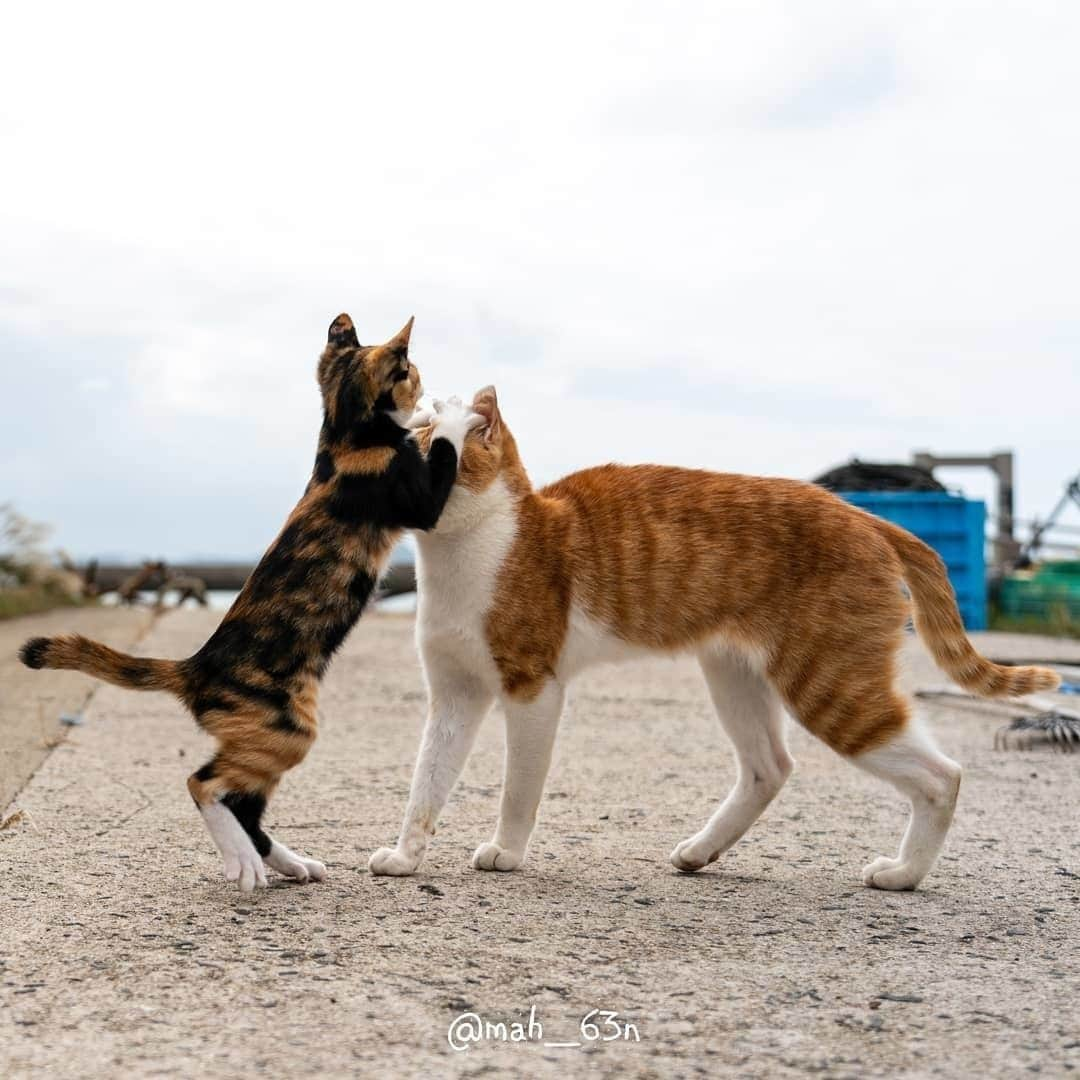 NEKOくらぶさんのインスタグラム写真 - (NEKOくらぶInstagram)「痒いところはございませんか～😸⠀ @mah_63n さんの作品ですにゃ（＝ΦωΦ＝）⠀ *⠀ いいね！＆コメント大歓迎！！⠀ *⠀ #nekoclub #NEKOくらぶ #Japan #Photo #写真 #日本 #cat #ネコ #ねこ #猫 ⠀ Follow: @nekoclub_jpn⠀ *⠀ ▼【廣済堂出版共同企画】NEKOくらぶの皆さまとつくる「NEKOくらぶ写真集」、発売中♪（＝ΦωΦ＝）⠀ ※詳細は本アカウント「 @nekoclub_jpn 」のプロフィールに固定しているハイライトから⠀ *⠀ ※皆様、政府、自治体など公的機関の指示に従った行動をお願いします。⠀ 東京カメラ部および分室では、写真を「見る楽しみ」を提供することを通して、微力ながら皆様にわずかな時間でも癒しをお届けしたいと思っております。⠀ ※本アカウントは東京カメラ部がFacebook、Instagramのサービスを利用して運営しているもので、Facebook社・Instagramとは一切関係ありません。」10月17日 10時00分 - nekoclub_jpn