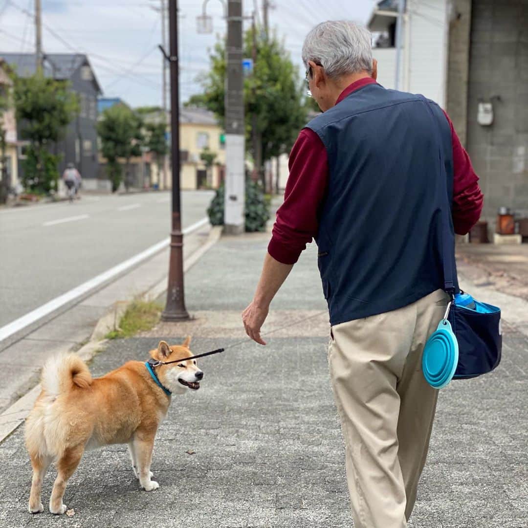 まる（まるたろう）さんのインスタグラム写真 - (まる（まるたろう）Instagram)「Good morning!✨🐶👴🏻✨おじいちゃんのおうちに来てたの〜 #ほとばしる実家感 #柴犬がいても違和感がない感じ #日本犬の本領発揮させとくか #日本の実家100選」10月17日 10時30分 - marutaro