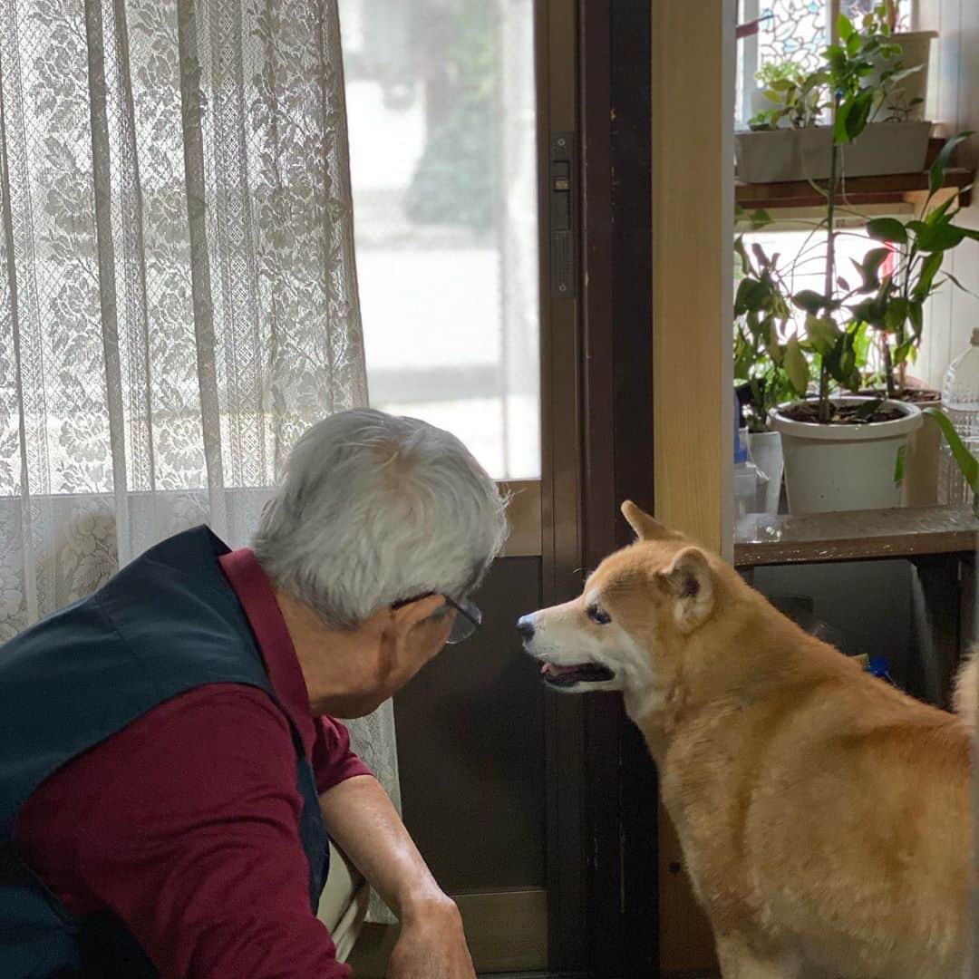 まる（まるたろう）さんのインスタグラム写真 - (まる（まるたろう）Instagram)「Good morning!✨🐶👴🏻✨おじいちゃんのおうちに来てたの〜 #ほとばしる実家感 #柴犬がいても違和感がない感じ #日本犬の本領発揮させとくか #日本の実家100選」10月17日 10時30分 - marutaro