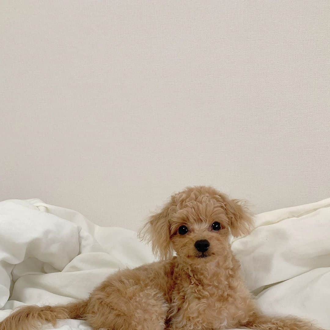 のインスタグラム：「﻿ ﻿ ﻿ 久しぶりの投稿ベルくんです🔔﻿ ﻿ ﻿ すくすく育ってくれて﻿ 毎日笑顔をくれる天使です🐶﻿ ﻿ ﻿ ﻿ 最近ドッグフードへの食いつきがとても悪くなって﻿ 悩んでいたので　@pelthia_official さんのドッグフード に変えました◎﻿ ﻿ ﻿ 最初前のドッグフード と混ぜて出したら﻿ PELTHIAのドッグフード だけぺろっと食べるくらい好きみたいです✨﻿ ﻿ ﻿ これからも健康でいてね〜﻿ ﻿ ﻿ ﻿ ﻿ #チワプー#PELTHIA #ドッグフード #犬のいる暮らし#薬膳ドッグフード#いぬ部#ペルシアン#プレミアムドッグフード #pelthiaのある暮らし#pr」