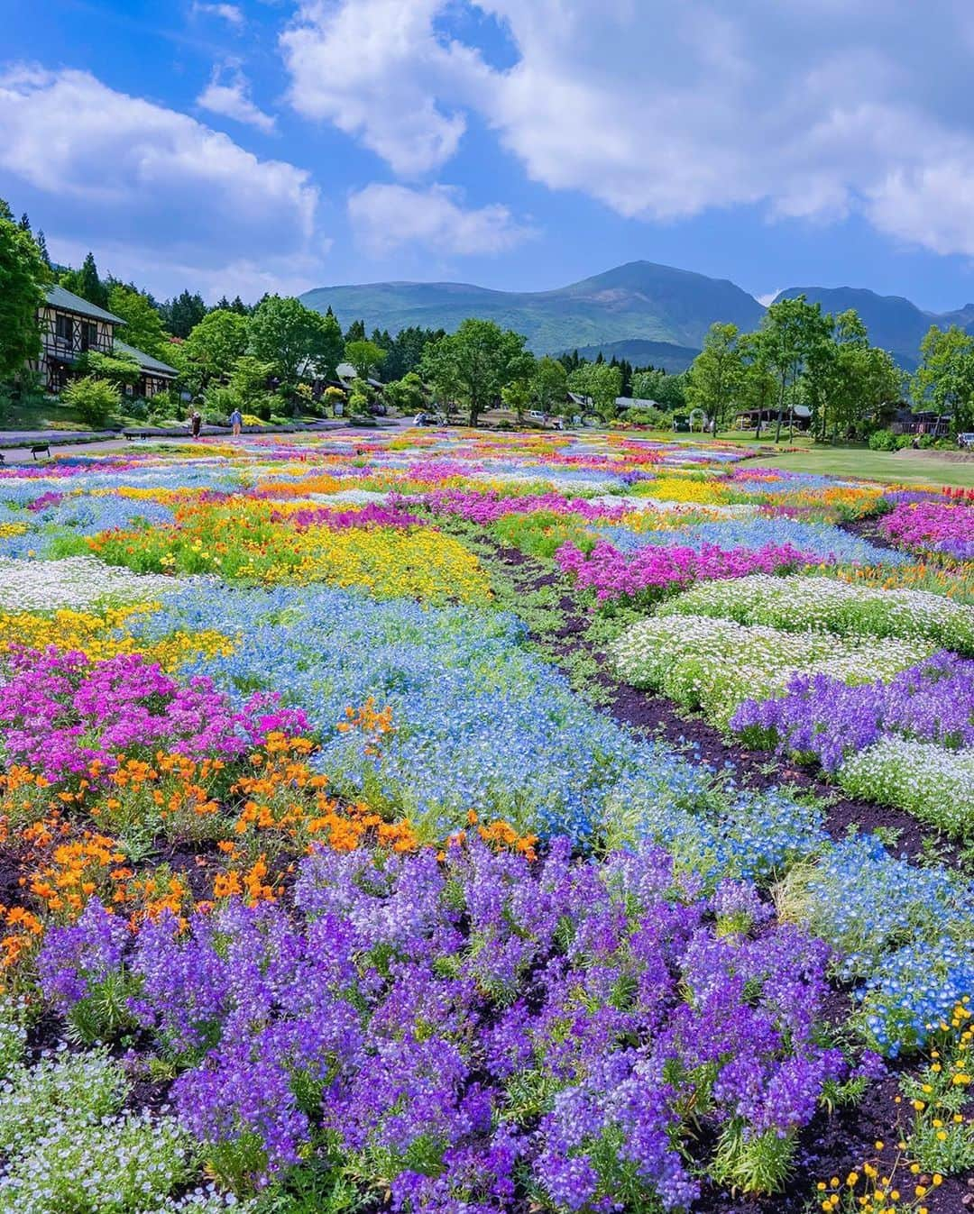 BEAUTIFUL DESTINATIONSさんのインスタグラム写真 - (BEAUTIFUL DESTINATIONSInstagram)「A feast for the eyes! 🌈 Have you seen a garden as magnificent? This stunning landscape was taken in the Kuju Flower Park in Japan, a lush park that boasts about three million plants of more than 500 different varieties. Its seasonal flowers take turns to bloom for most of the year except during the wintertime.   Which flower parks do you dream of visiting? 💐  📸 @astrailor_jp 📍 Kuju Flower Park, Japan」10月17日 11時07分 - beautifuldestinations