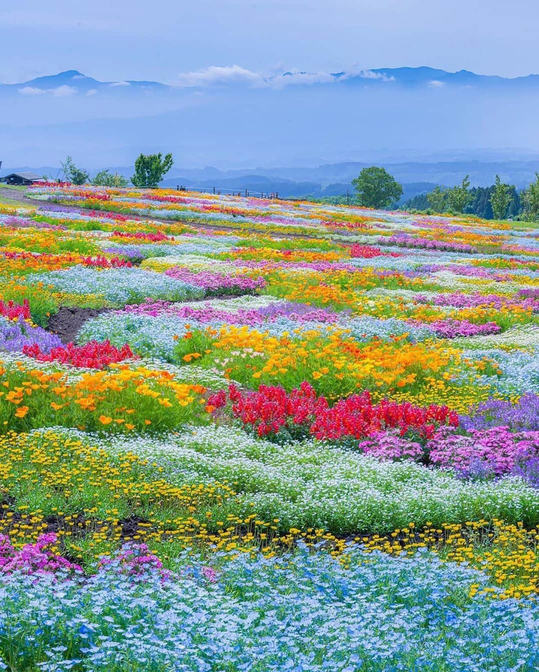 BEAUTIFUL DESTINATIONSさんのインスタグラム写真 - (BEAUTIFUL DESTINATIONSInstagram)「A feast for the eyes! 🌈 Have you seen a garden as magnificent? This stunning landscape was taken in the Kuju Flower Park in Japan, a lush park that boasts about three million plants of more than 500 different varieties. Its seasonal flowers take turns to bloom for most of the year except during the wintertime.   Which flower parks do you dream of visiting? 💐  📸 @astrailor_jp 📍 Kuju Flower Park, Japan」10月17日 11時07分 - beautifuldestinations