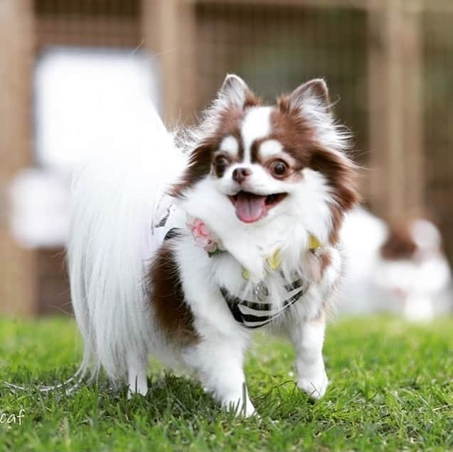 犬小屋??さんのインスタグラム写真 - (犬小屋??Instagram)「昨日、浜名湖入り。 到着後、速攻でラン🏃‍♂️ 今日は、雨です💦 昨日、走ってもらえて良かった😊 あたり様だけ、画像載せていませんが（笑） ちゃんと、ランで座ってましたよ🤞  #chihuahua  #dogs #chihuahuastagram  #dogstagram  #犬小屋 #canon  #canon_photos  #ドッグラン #チワワ #チワワのいる暮らし  #チワワ多頭飼い  #ちわわ大好き  #浜名湖レークサイドプラザ  #ちわわ部  #ファインダー越しの私の世界」10月17日 11時24分 - tiwa1109