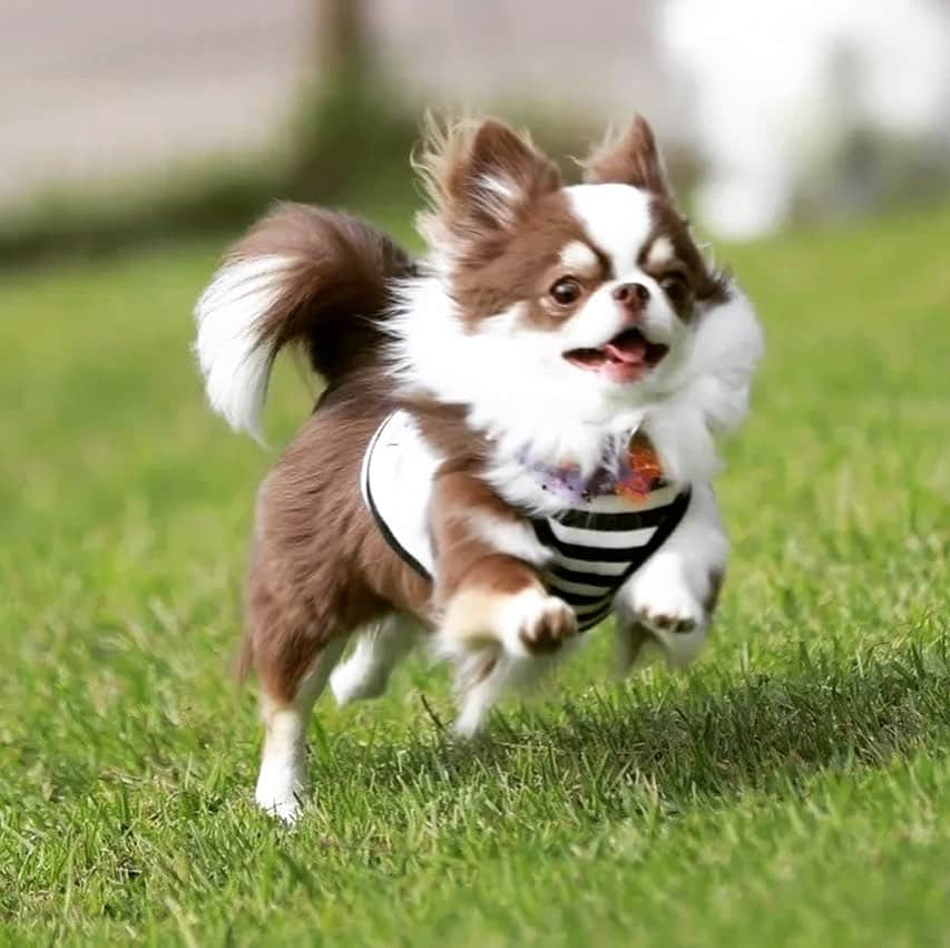 犬小屋??のインスタグラム：「昨日、浜名湖入り。 到着後、速攻でラン🏃‍♂️ 今日は、雨です💦 昨日、走ってもらえて良かった😊 あたり様だけ、画像載せていませんが（笑） ちゃんと、ランで座ってましたよ🤞  #chihuahua  #dogs #chihuahuastagram  #dogstagram  #犬小屋 #canon  #canon_photos  #ドッグラン #チワワ #チワワのいる暮らし  #チワワ多頭飼い  #ちわわ大好き  #浜名湖レークサイドプラザ  #ちわわ部  #ファインダー越しの私の世界」