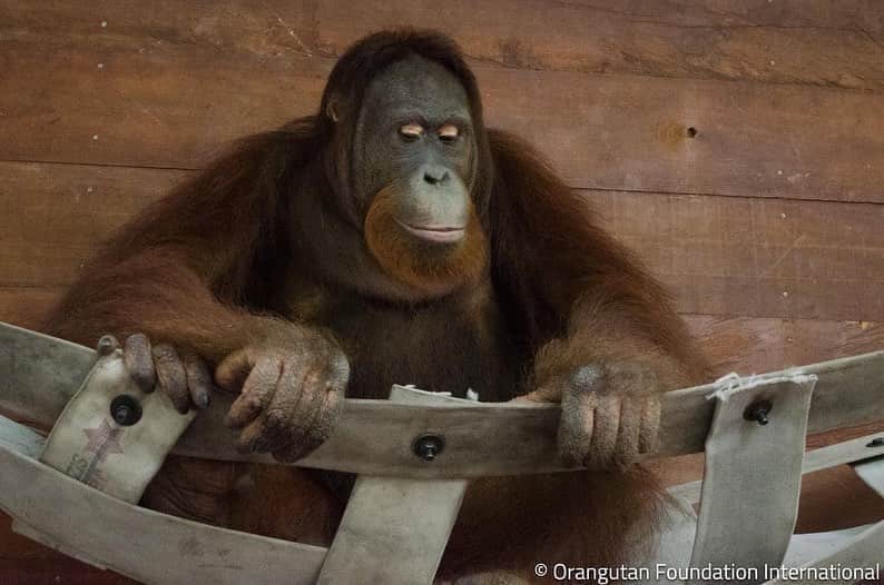 OFI Australiaさんのインスタグラム写真 - (OFI AustraliaInstagram)「Our #Enrichment Team is constantly improving the orangutans' sleeping enclosures at OFI's Care Centre & Quarantine so that they can be as comfortable as possible. It looks like somebody got a new hammock to make sleeping nests and relax on 🥰 _____________________________________ 🦧 OFIA Founder: Kobe Steele kobe@ofiaustralia.com  OFIA Patron: Dr Birute Galdikas @drbirute @orangutanfoundationintl @orangutan.canada www.orangutanfoundation.org.au 🦧 🧡 🦧 #orangutan #orphan #rescue #rehabilitate #release #BornToBeWild #Borneo #Indonesia #CampLeakey #saveorangutans #sayNOtopalmoil #palmoil #deforestation #destruction #rainforest #environment #nature #instanature #endangeredspecies #criticallyendangered #wildlife #orangutanfoundationintl #ofi #drbirute #ofiaustralia #FosterAnOrangutan」10月17日 11時49分 - ofi_australia