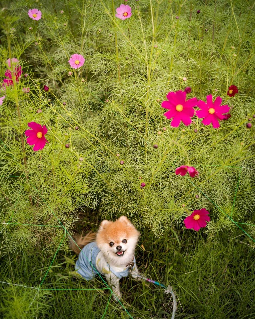 ポテチンさんのインスタグラム写真 - (ポテチンInstagram)「Walk in the park with my friends   お出かけ楽しかったですぢょ。 撮ってもらったお宝写真はまた後で。  なんかインスタが苦手な方向に舵を切ってるみたいなので、ますます投稿しにくくなる予感。 ライブとかリールとかストーリーとか面倒くさいから全部使わないのになー。」10月17日 11時52分 - pom.potechin