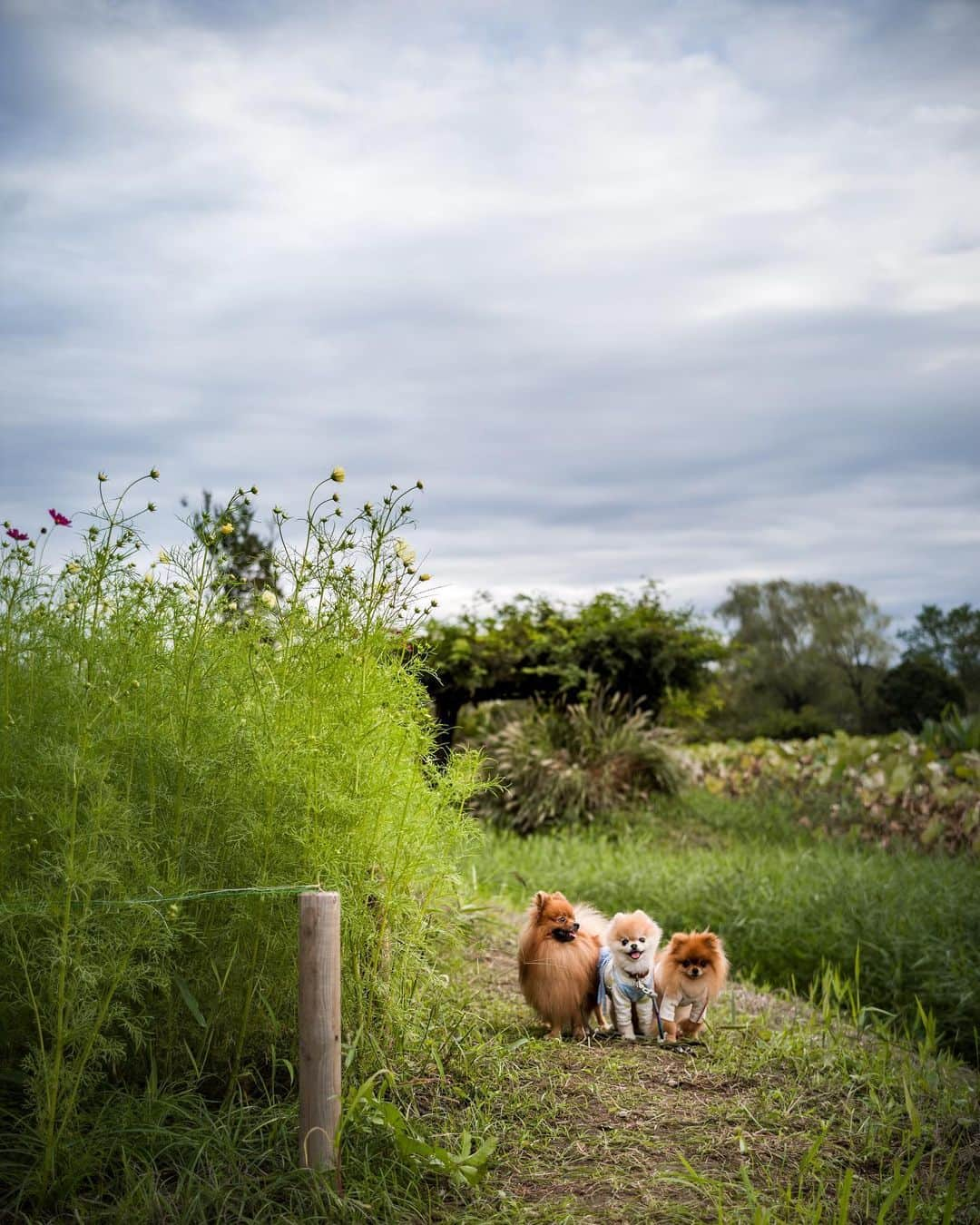 ポテチンさんのインスタグラム写真 - (ポテチンInstagram)「Walk in the park with my friends   お出かけ楽しかったですぢょ。 撮ってもらったお宝写真はまた後で。  なんかインスタが苦手な方向に舵を切ってるみたいなので、ますます投稿しにくくなる予感。 ライブとかリールとかストーリーとか面倒くさいから全部使わないのになー。」10月17日 11時52分 - pom.potechin