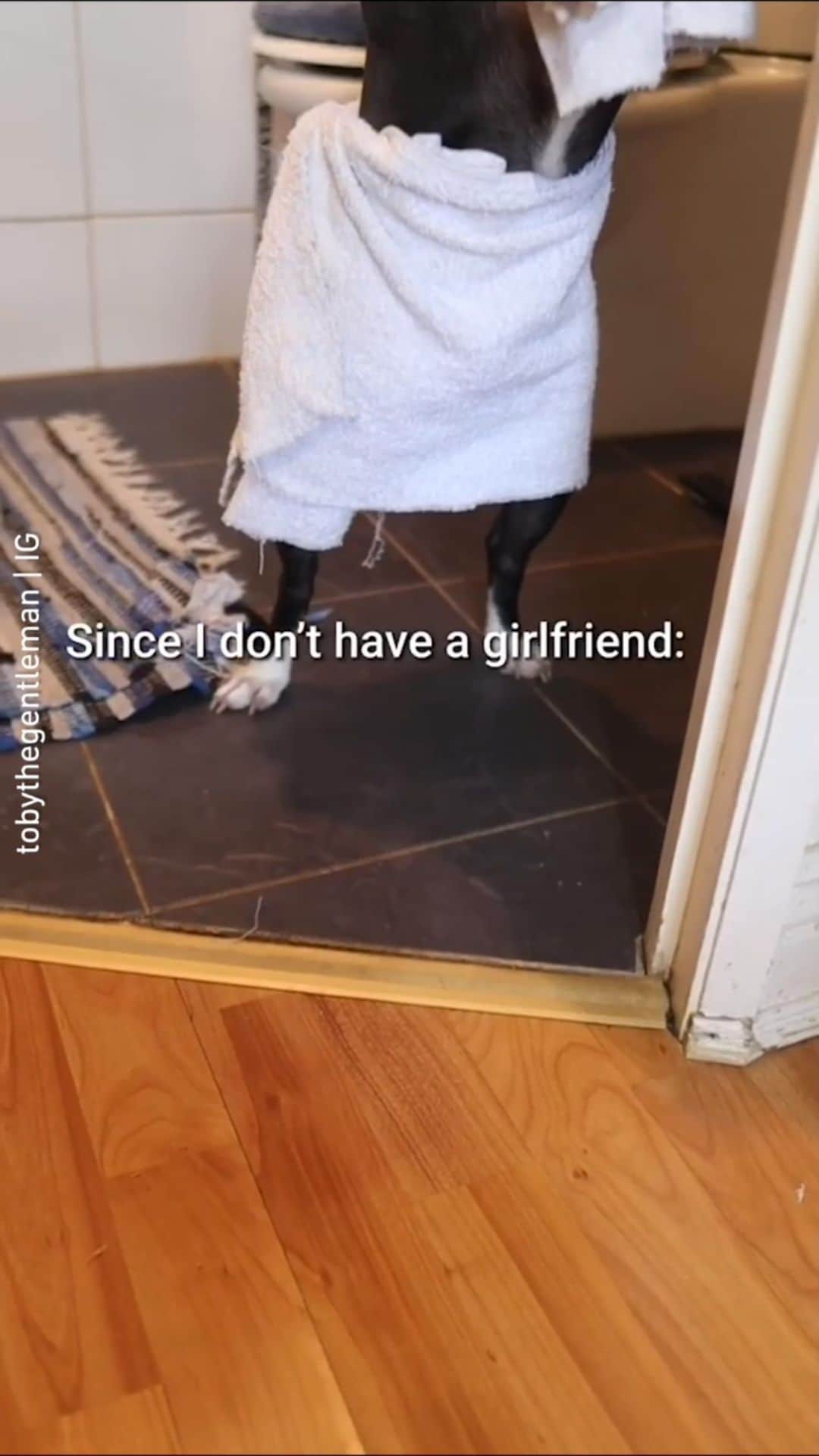 のインスタグラム：「Am sexy n I knows it 📹 @tobythegentleman - Want to get featured like him? Join “The Barked Club” on FACEBOOK and post something now! 👉 barked.com - #TheBarkedClub #barked #dog #doggo #bostonterri」