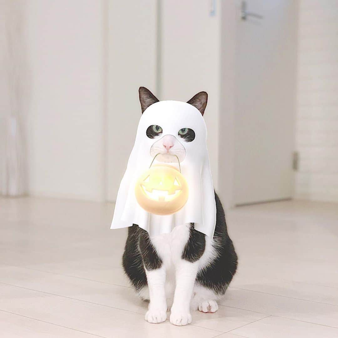 korokoronyaのインスタグラム