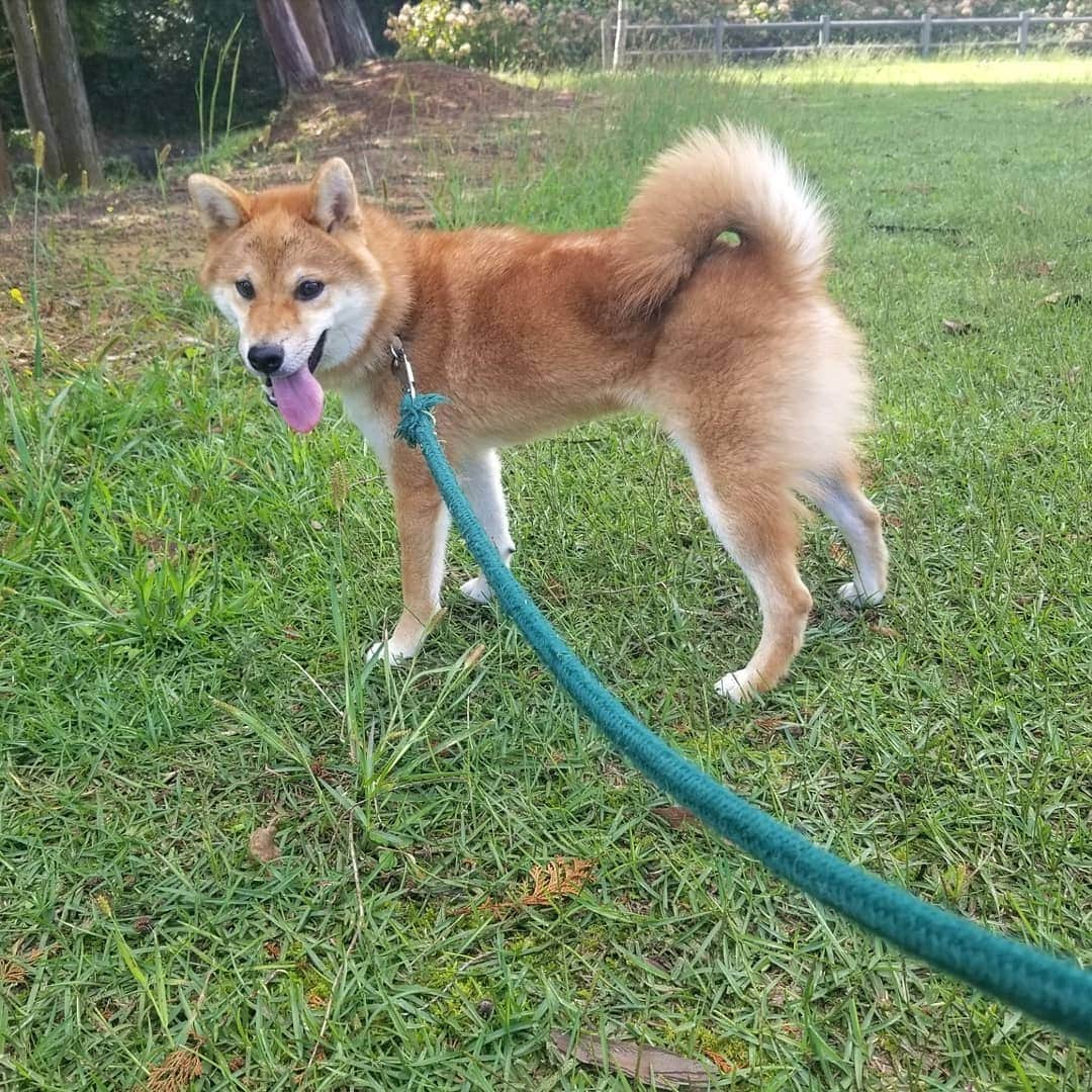 柴犬たま Shibainu Tamaさんのインスタグラム写真 - (柴犬たま Shibainu TamaInstagram)「ずっと楽しそうな ひし形王子🐶💎✨(笑)﻿ ﻿ Caption trans🇬🇧﻿﻿﻿﻿﻿﻿ The diamond-faced prince looks like he's having fun🐶💎✨(lol)﻿ ﻿﻿﻿﻿ #たま家族 #柴犬トロ #お散歩 #笑顔 #カモメ眉毛 #カモメ眉 #かなりひし形 #ひし形の王子様 #ひしプリ #糸目 #プリケツ #柴尻 #しっぽモフモフ #後頭部フェチ﻿ #柴犬 #shiba #shibainu #shibastagram #犬 #dog #柴犬子犬 #子犬 #shibapuppy #shibainupuppy #puppy」10月17日 13時12分 - tama7653