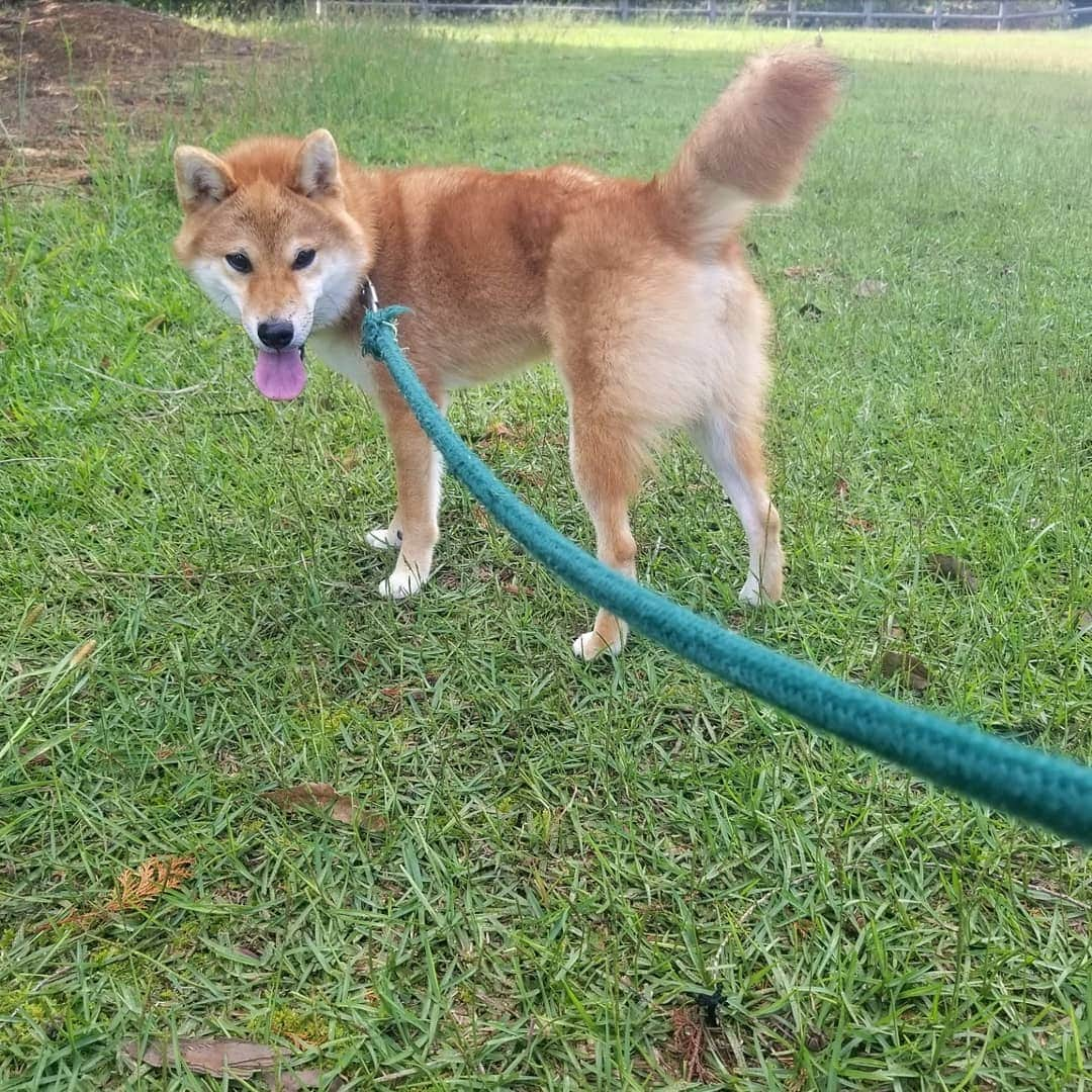 柴犬たま Shibainu Tamaさんのインスタグラム写真 - (柴犬たま Shibainu TamaInstagram)「ずっと楽しそうな ひし形王子🐶💎✨(笑)﻿ ﻿ Caption trans🇬🇧﻿﻿﻿﻿﻿﻿ The diamond-faced prince looks like he's having fun🐶💎✨(lol)﻿ ﻿﻿﻿﻿ #たま家族 #柴犬トロ #お散歩 #笑顔 #カモメ眉毛 #カモメ眉 #かなりひし形 #ひし形の王子様 #ひしプリ #糸目 #プリケツ #柴尻 #しっぽモフモフ #後頭部フェチ﻿ #柴犬 #shiba #shibainu #shibastagram #犬 #dog #柴犬子犬 #子犬 #shibapuppy #shibainupuppy #puppy」10月17日 13時12分 - tama7653