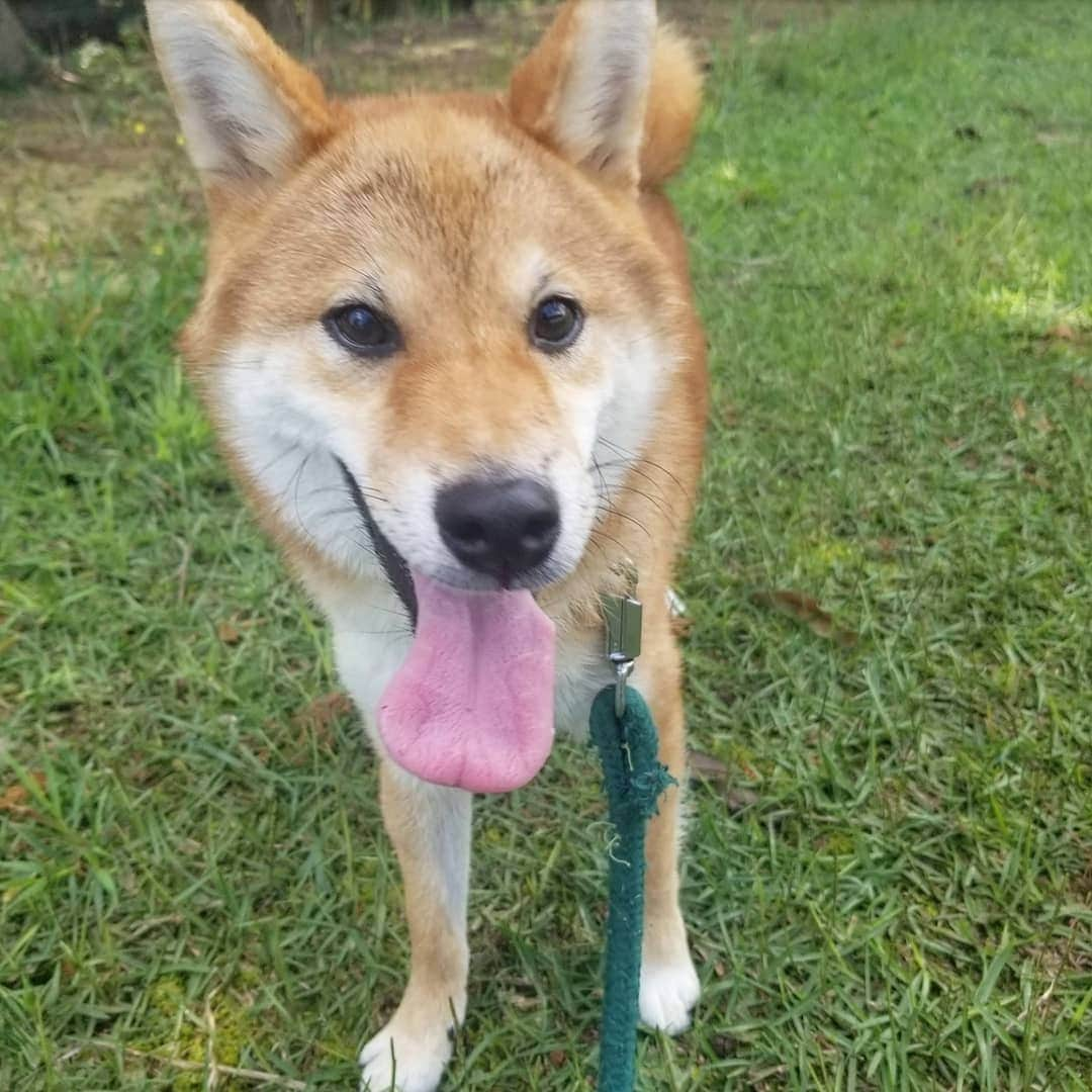 柴犬たま Shibainu Tamaさんのインスタグラム写真 - (柴犬たま Shibainu TamaInstagram)「ずっと楽しそうな ひし形王子🐶💎✨(笑)﻿ ﻿ Caption trans🇬🇧﻿﻿﻿﻿﻿﻿ The diamond-faced prince looks like he's having fun🐶💎✨(lol)﻿ ﻿﻿﻿﻿ #たま家族 #柴犬トロ #お散歩 #笑顔 #カモメ眉毛 #カモメ眉 #かなりひし形 #ひし形の王子様 #ひしプリ #糸目 #プリケツ #柴尻 #しっぽモフモフ #後頭部フェチ﻿ #柴犬 #shiba #shibainu #shibastagram #犬 #dog #柴犬子犬 #子犬 #shibapuppy #shibainupuppy #puppy」10月17日 13時12分 - tama7653