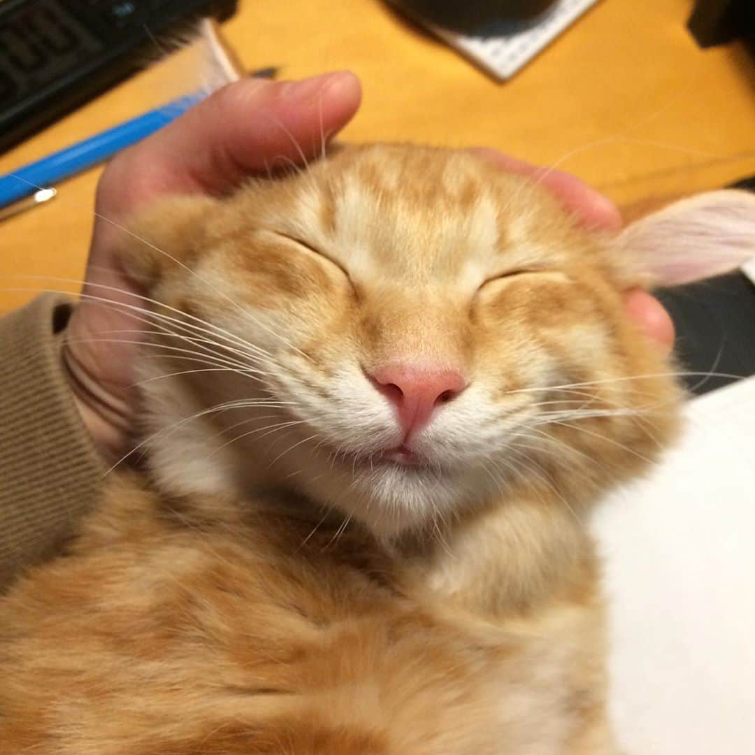 岡田屋鉄蔵のインスタグラム：「上の牙も生えてきた！ 歯がいっぱい！笑」