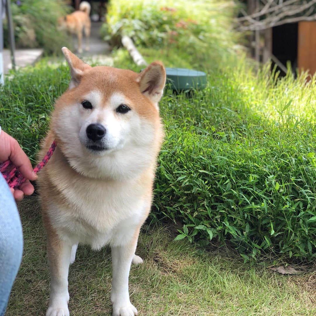 豆助左衛門（まめすけざえもん）さんのインスタグラム写真 - (豆助左衛門（まめすけざえもん）Instagram)「🎃 さくらちゃんと初デート🌸 @sakura_miimi   loving cafe🍛さんは（現在完全予約制） @lovingcafe520   ※今回は特別に許可をいただき わんことテラス使用させてもらいました😊  山に囲まれたテラス席もあるお店 お庭も広くて小川も流れていて 景色も最高✨✨  初めてのデートなのに 心配したガウガウもなく いきなりお尻をクンクン😆💕 柴距離だけど仲良くできました。  柴距離… ますます大きく見える豆ちゃま🤣  食後はうだつの街並みを 一緒に歩いたよ☺️  楽しい1日をありがとう💕 またデートしてね☺️  あ、手も繋いでないから 浮気じゃないです🤣  2020年10月17日（土）☔️ …………………………………………🖋 #徳島柴ちゃん会#マメスケざえもん#shiba#shibastagram #豆柴#shibainu #dog#日本#9gag @9gag @dog #柴犬がいる暮らし #shiba_snap#🐕📷 #狗  #松井証券　#proudshibas #りんりん部#柴犬#시바견#一只狗#animalland #西巴犬 #サンデイ #anicas #徳島 #いぬすたぐらむ  #柴犬大好き」10月17日 13時19分 - mamesukezaemon