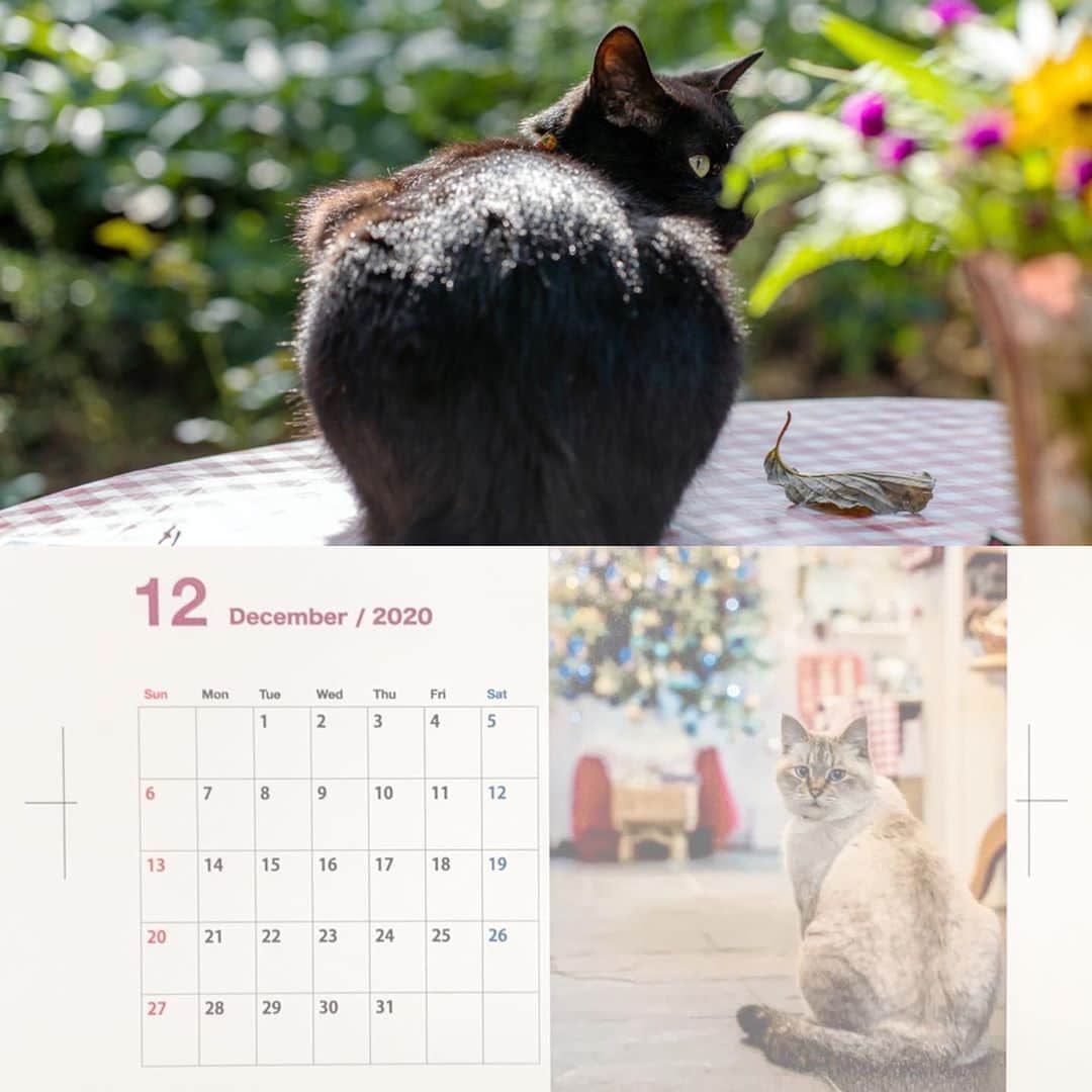 プンクマさんのインスタグラム写真 - (プンクマInstagram)「データの入稿完了。 今年の12月はマリーちゃんだけど、来年の12月はボクなんだよ。byコジジ #2021カレンダー #ドリプレローズガーデン #薔薇の森の猫達 #コジジ #ガーデンパトロール隊 #猫 #ねこ #cat #neko #catstagram #catsofinstagram」10月17日 13時29分 - pnkm913