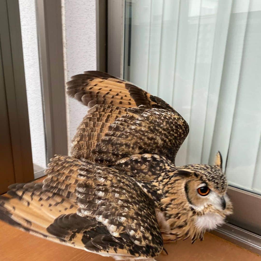 GEN3 Owlのインスタグラム：「走ろうとして蹴つまずくガルー He stumbled. #owl #owlgaru」