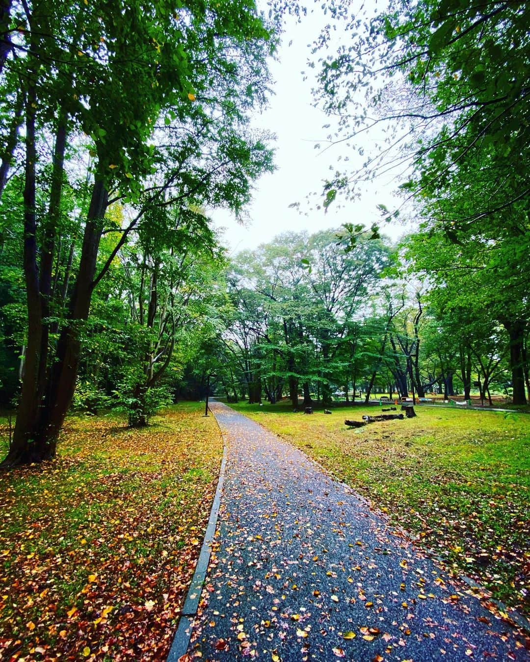 谷川じゅんじさんのインスタグラム写真 - (谷川じゅんじInstagram)「Rainy park explorer. 雨の代々木公園。バニラスカイ状態。雨と落ち葉と深まる秋。人のいない公園、超贅沢。#yoyogipark #goodvibesonly #goodneighbors #tokyolife #thisisjapan」10月17日 14時06分 - junjitanigawa