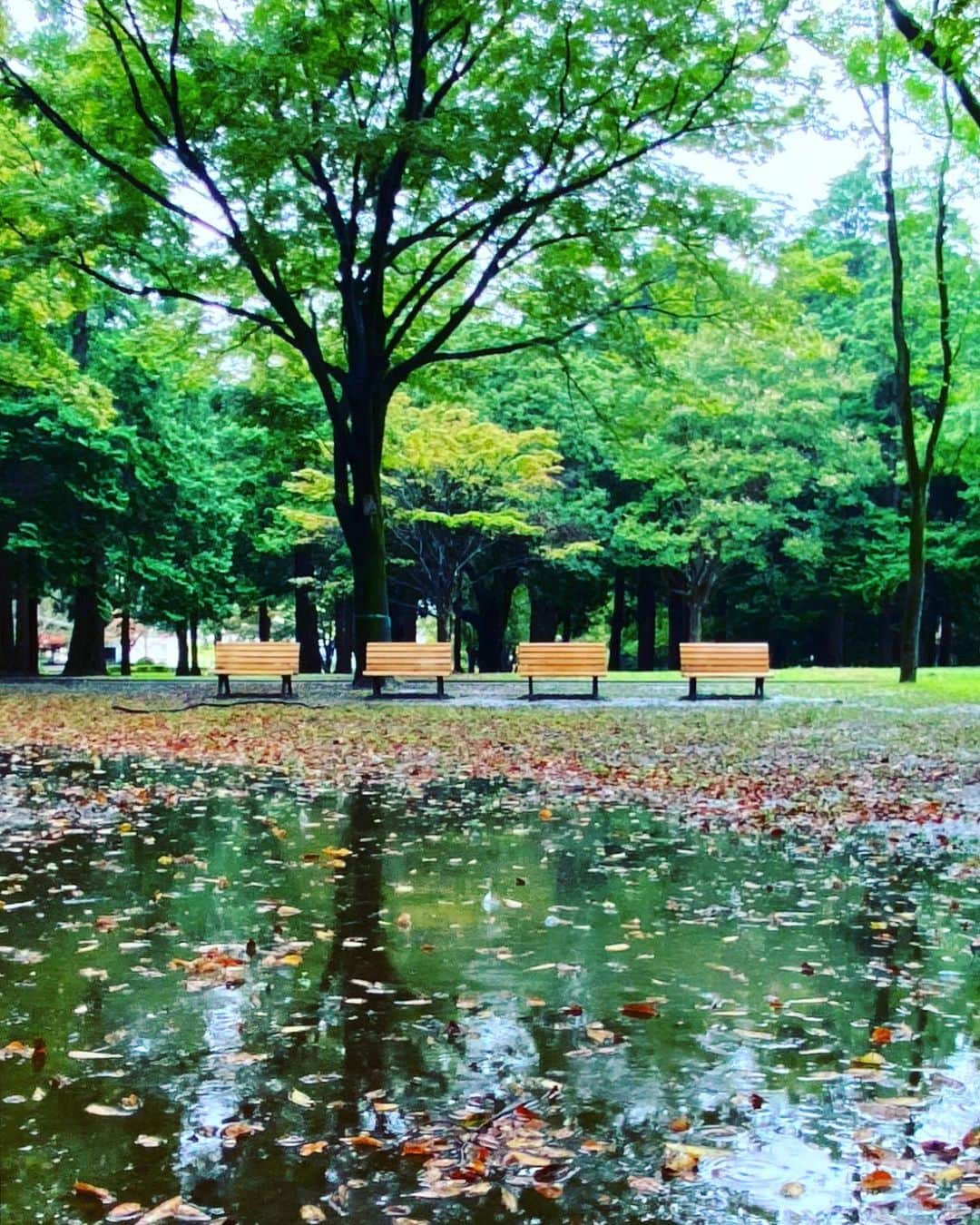 のインスタグラム：「Rainy park explorer. 雨の代々木公園。バニラスカイ状態。雨と落ち葉と深まる秋。人のいない公園、超贅沢。#yoyogipark #goodvibesonly #goodneighbors #tokyolife #thisisjapan」