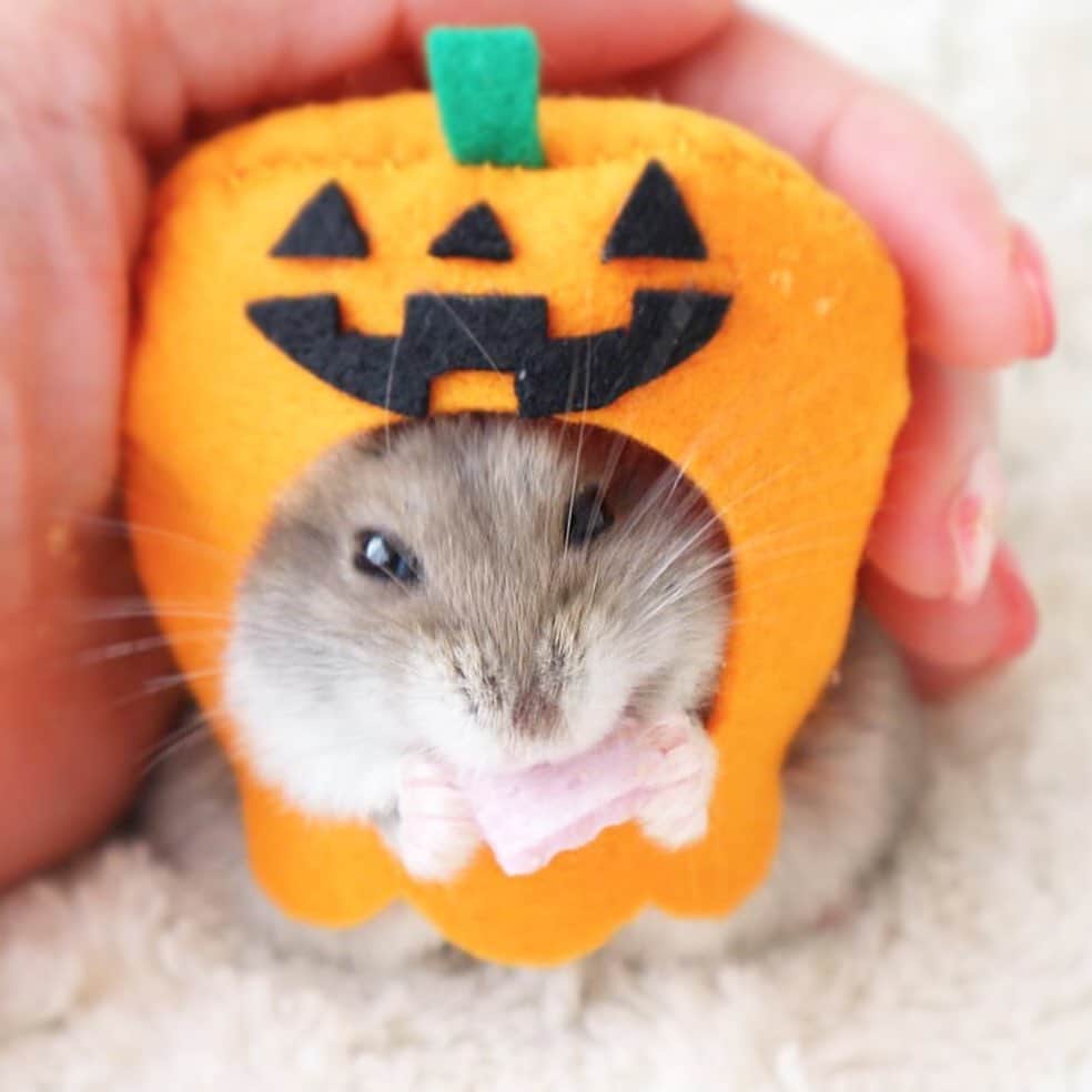hamster_mocoのインスタグラム