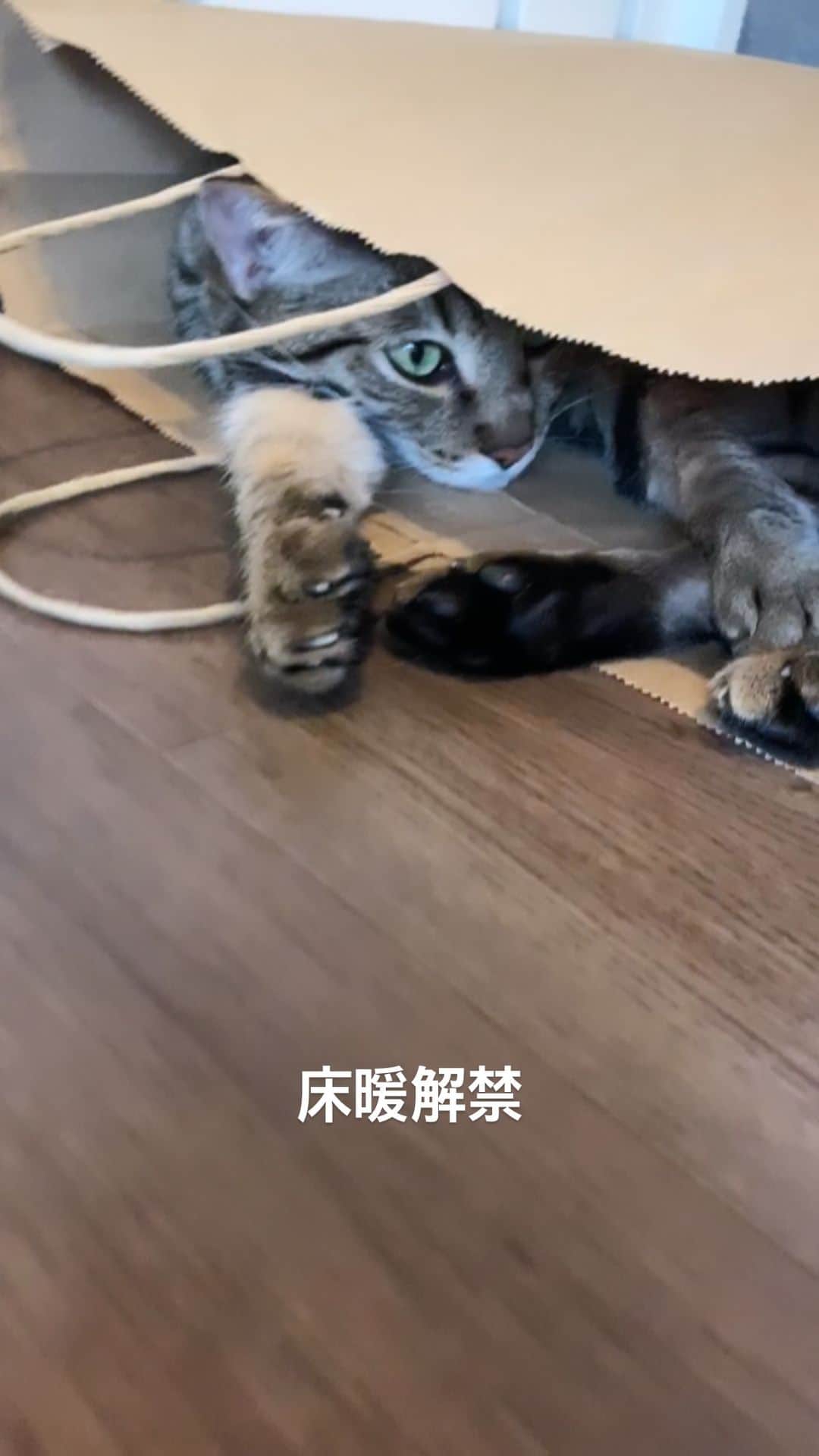 のインスタグラム：「雨で寒いから床暖解禁したら紙袋越しの方がちょうど良いのか全然出てこない🐈🛍  #猫　#えん #cat #catstagram  #ユニクロの紙袋」