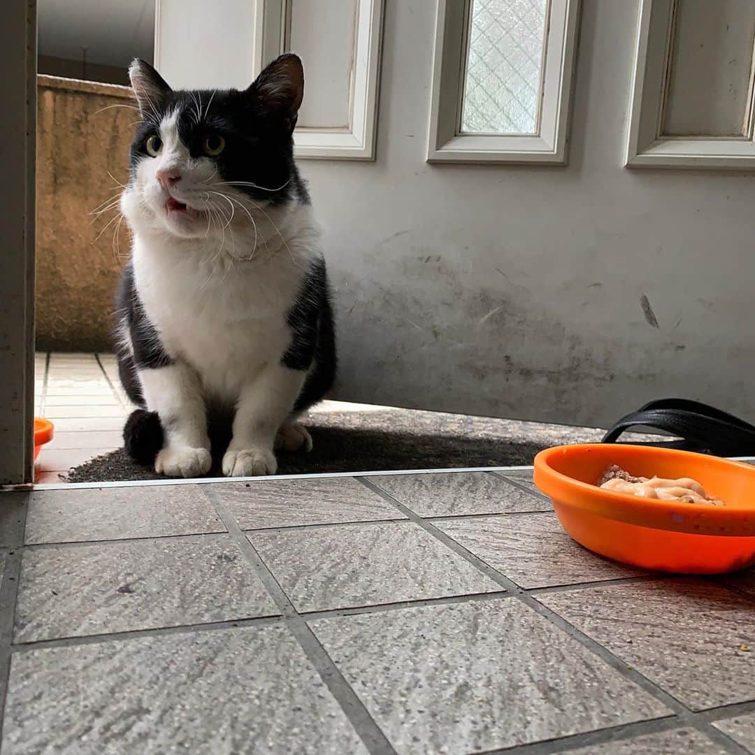 Kachimo Yoshimatsuさんのインスタグラム写真 - (Kachimo YoshimatsuInstagram)「おはようイカスミ。 缶詰ご飯にちゅーるをかけた。 外は寒いから中に入ってくればいいのにね。 ちゅーるをあげると床タイル2枚目まで入ってきた。記録更新。 あせらず、ゆっくりと。  1年前のナナクロは、20日まで来てませんでした。  #うちの猫ら #ikasumi #猫 #ねこ #cat #ネコ #catstagram #ネコ部 http://kachimo.exblog.jp」10月17日 14時49分 - kachimo