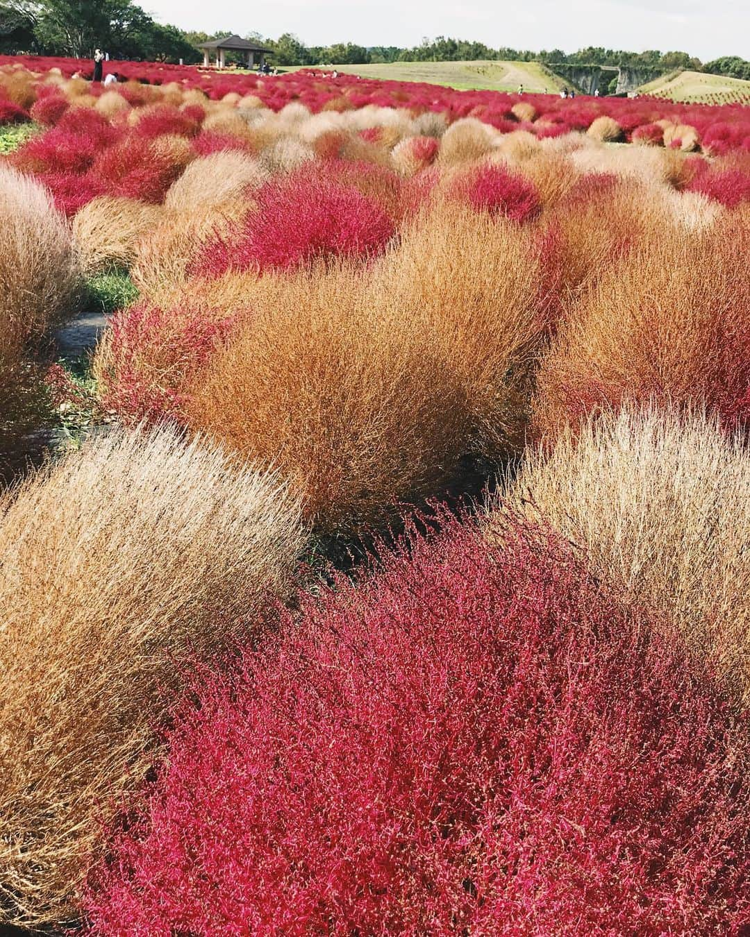 布川愛子のインスタグラム：「もふもふ　コキア #kochia」