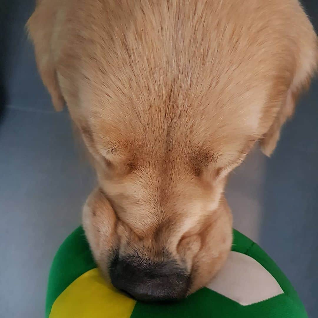 ムン・ジョンヒさんのインスタグラム写真 - (ムン・ジョンヒInstagram)「#마누 #manu #love #ball #공사랑 #놀자놀자놀자 #일상 #다각도 #놀아줘 #귀요미 #깨발랄 #35개월 #goldenretriever  #엄근진 #스카프 #fw2020 #가을남자 #분위기  마뉴마뉴~♡ 급 엄근진!!!」10月17日 15時18分 - jeonghee_moon